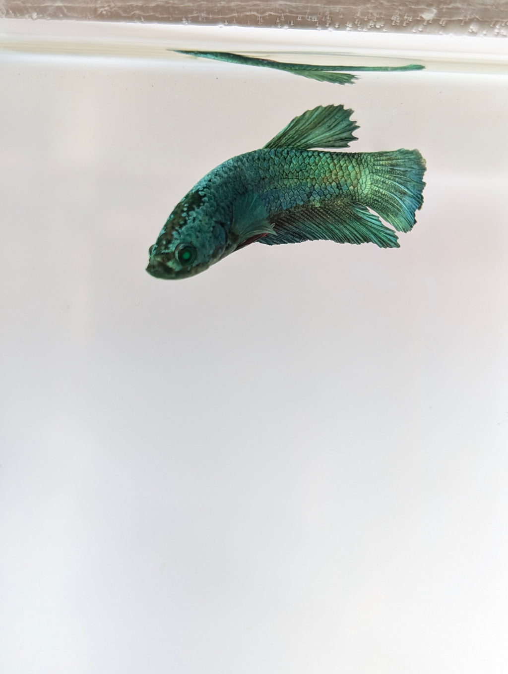 Plakat Green/ Blue Green Eyed Hulk Betta Female F0007