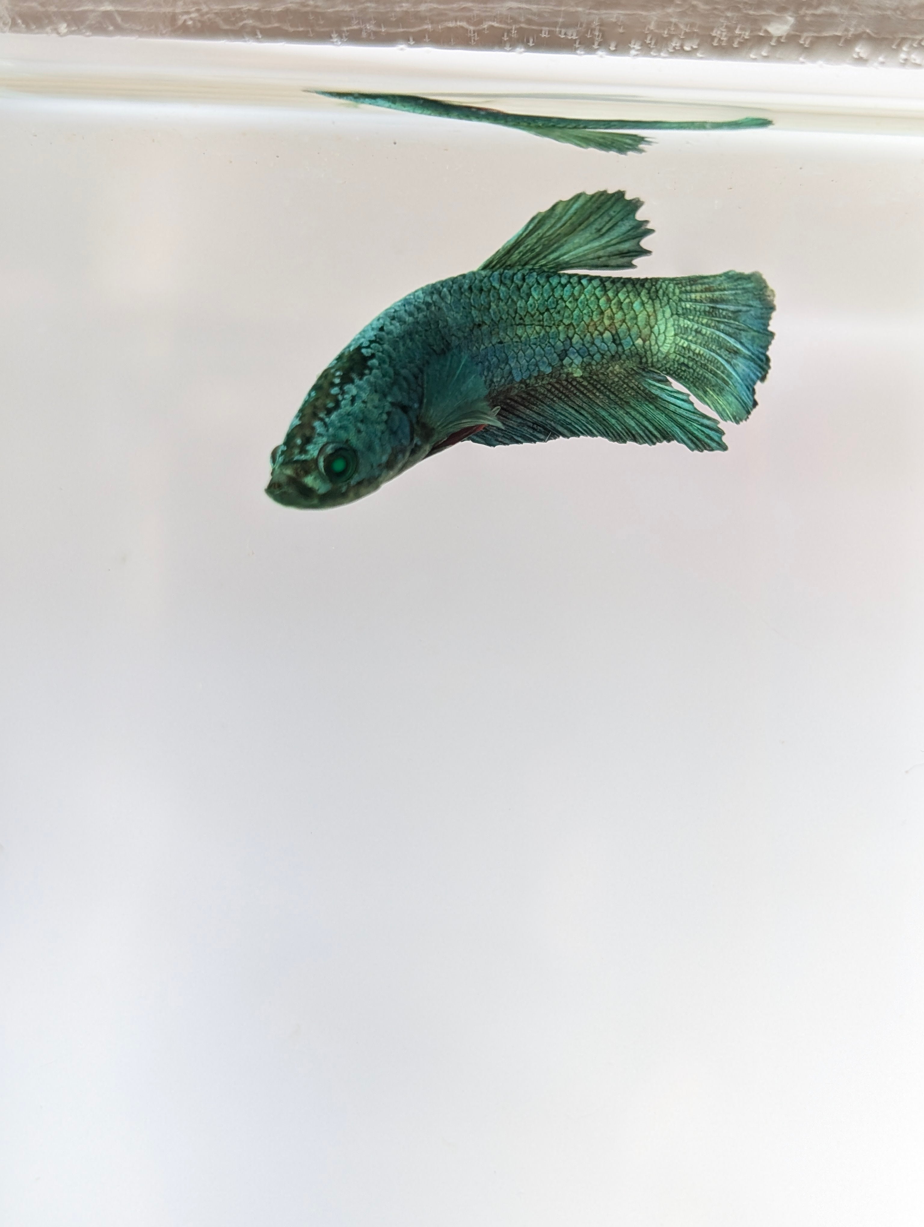 Plakat Green/ Blue Green Eyed Hulk Betta Female F0007