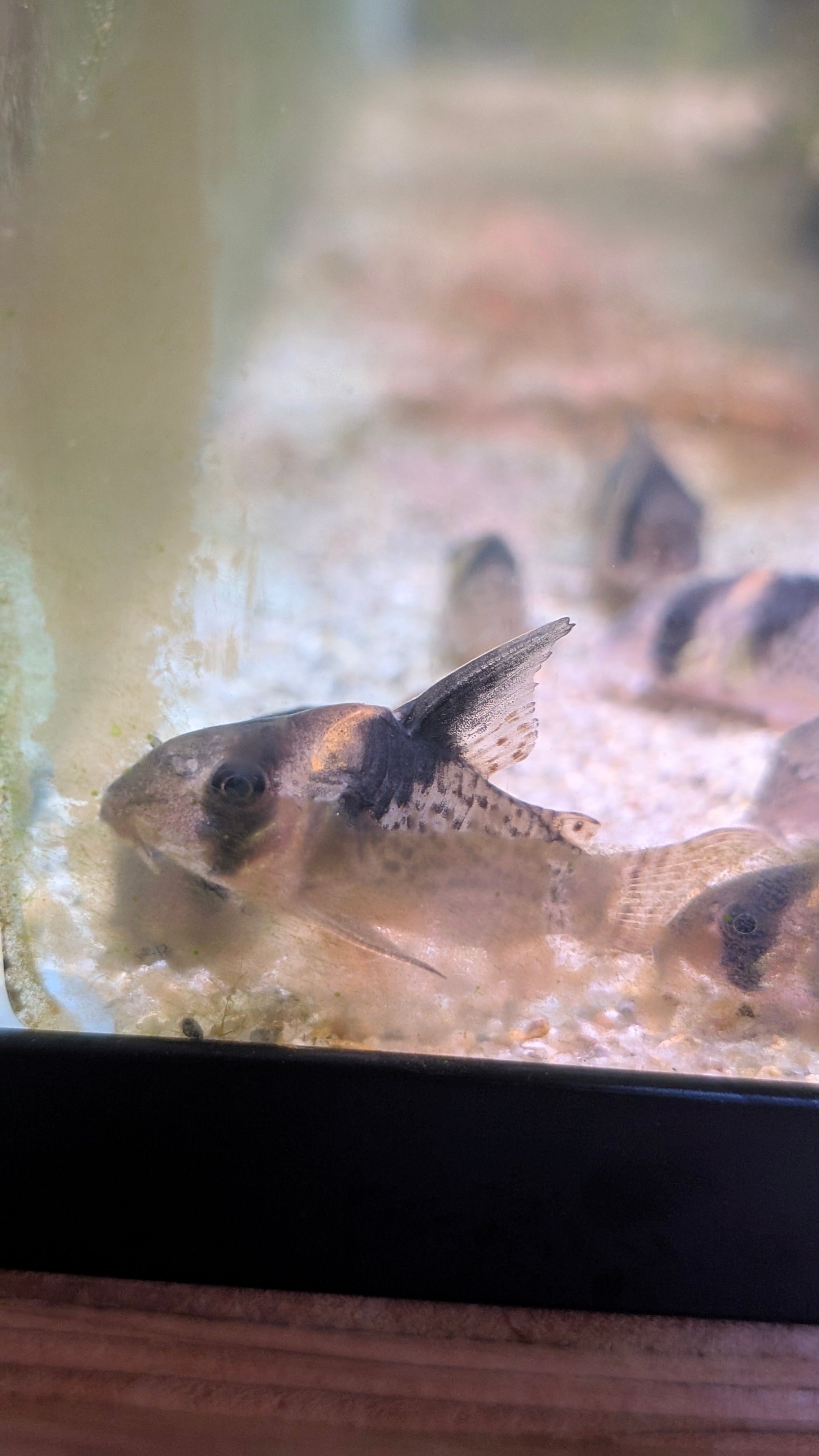 Hoplisoma Wotroi CW027 Highfin Cory