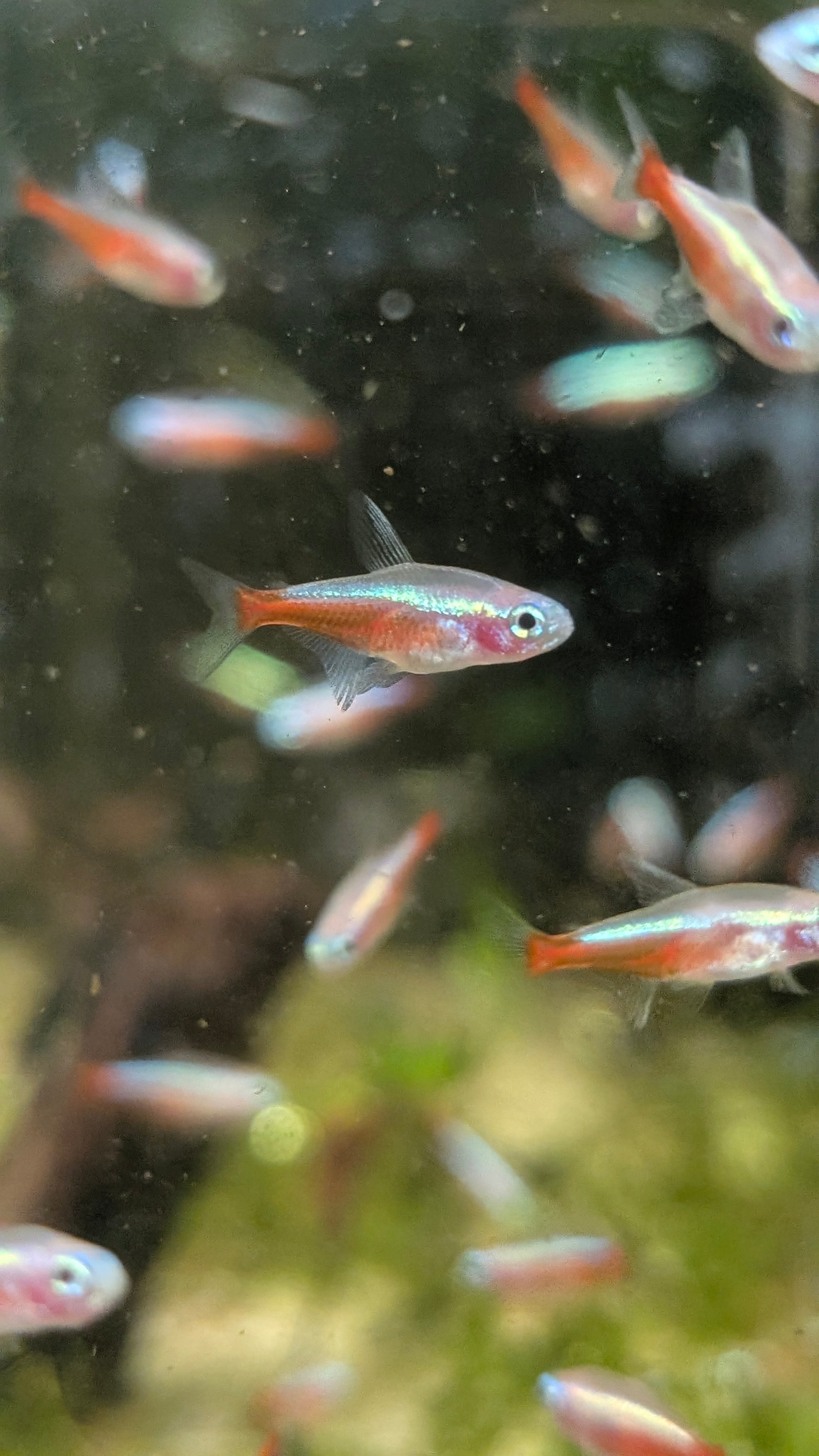 Albino Cardinal Tetra