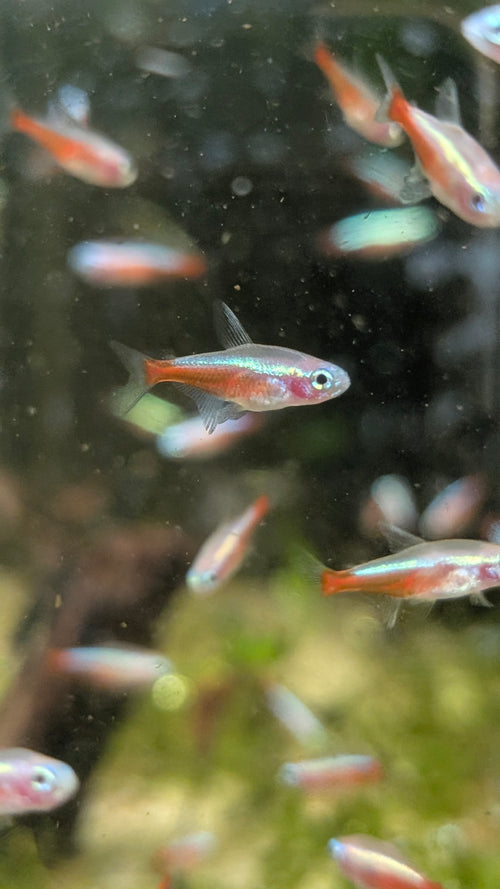 Albino Cardinal Tetra