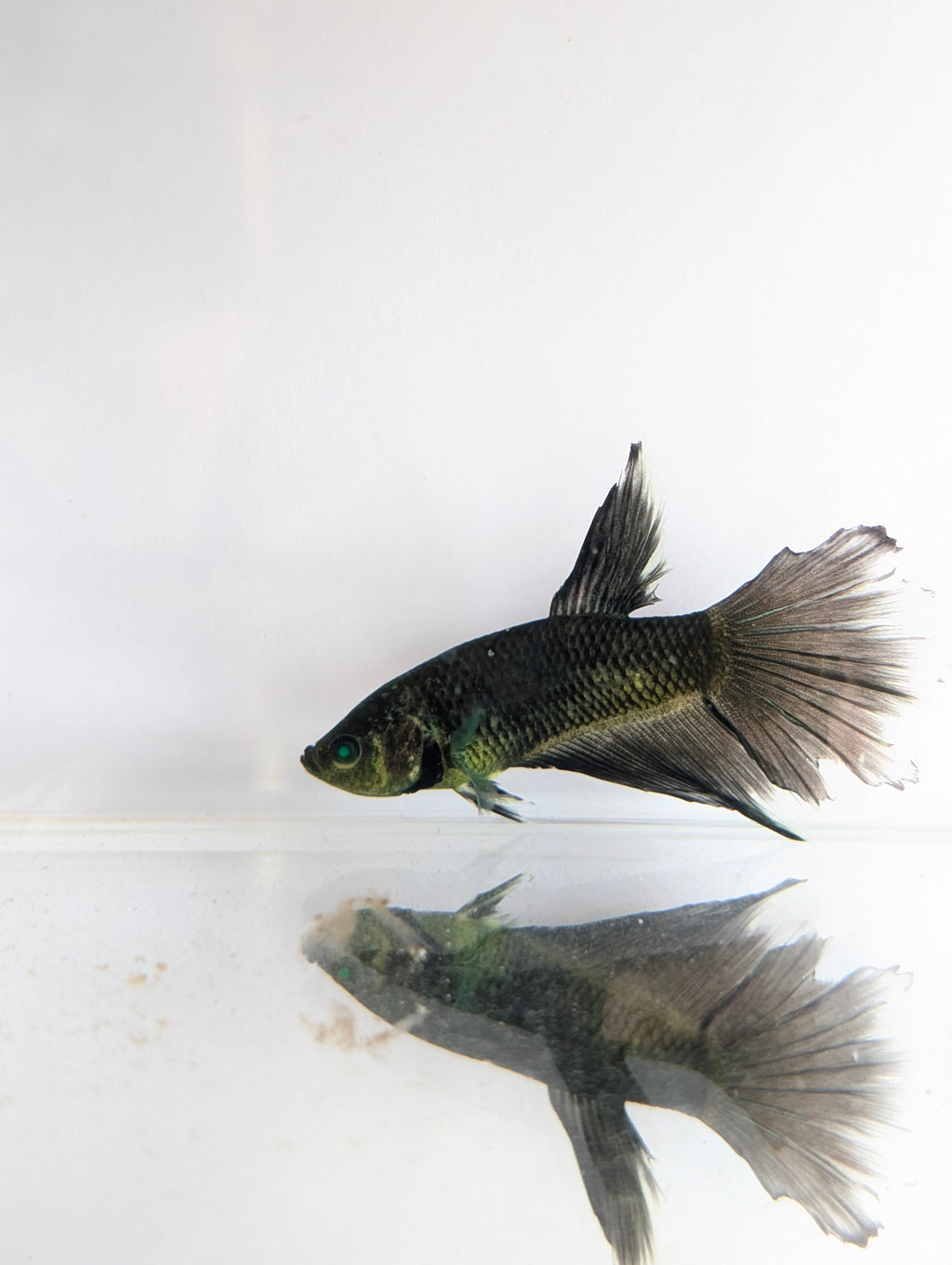 Halfmoon Green / Black Green Eyed Hulk Betta Male M0021