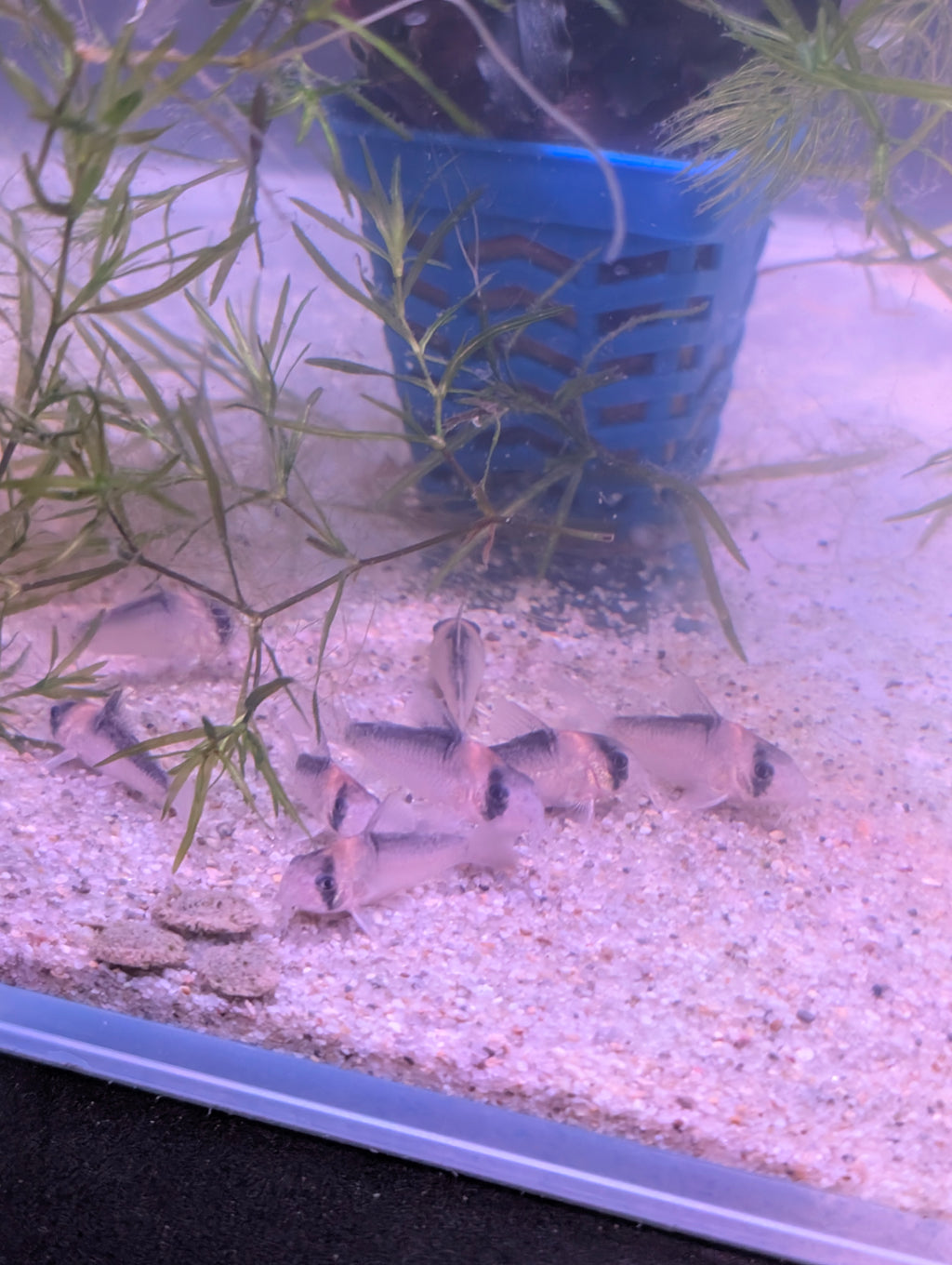 Adolfoi Corydoras