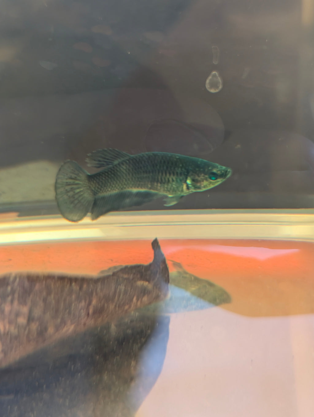 Plakat Green Green Eyed Hulk Betta Female F0005