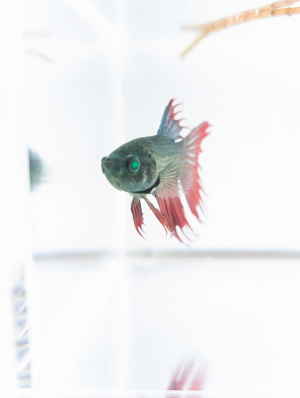 Crowntail Green / Red / Blue Green Eyed Hulk Betta Male M0020
