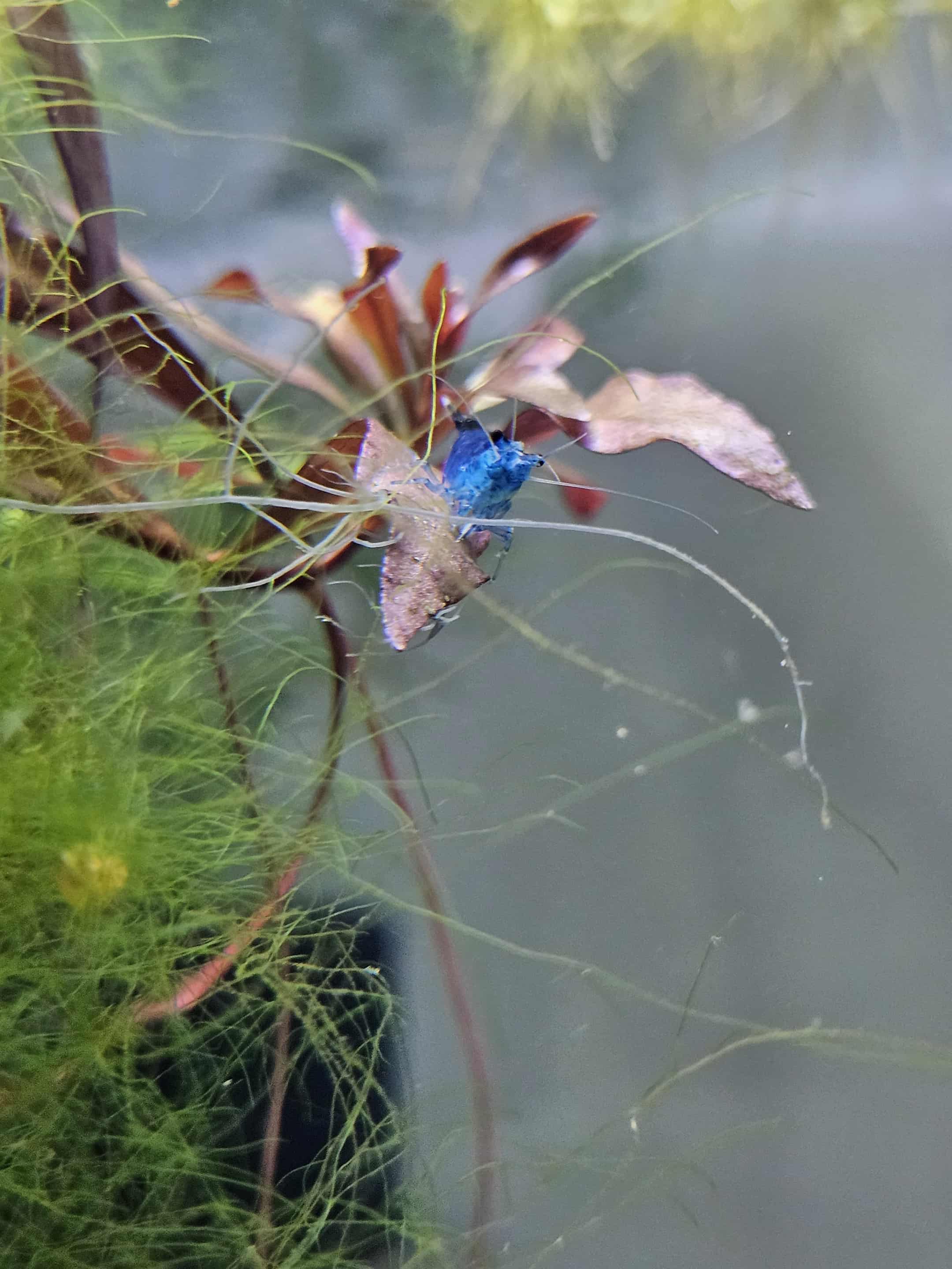 Blue Diamond Neocaridina Shrimp