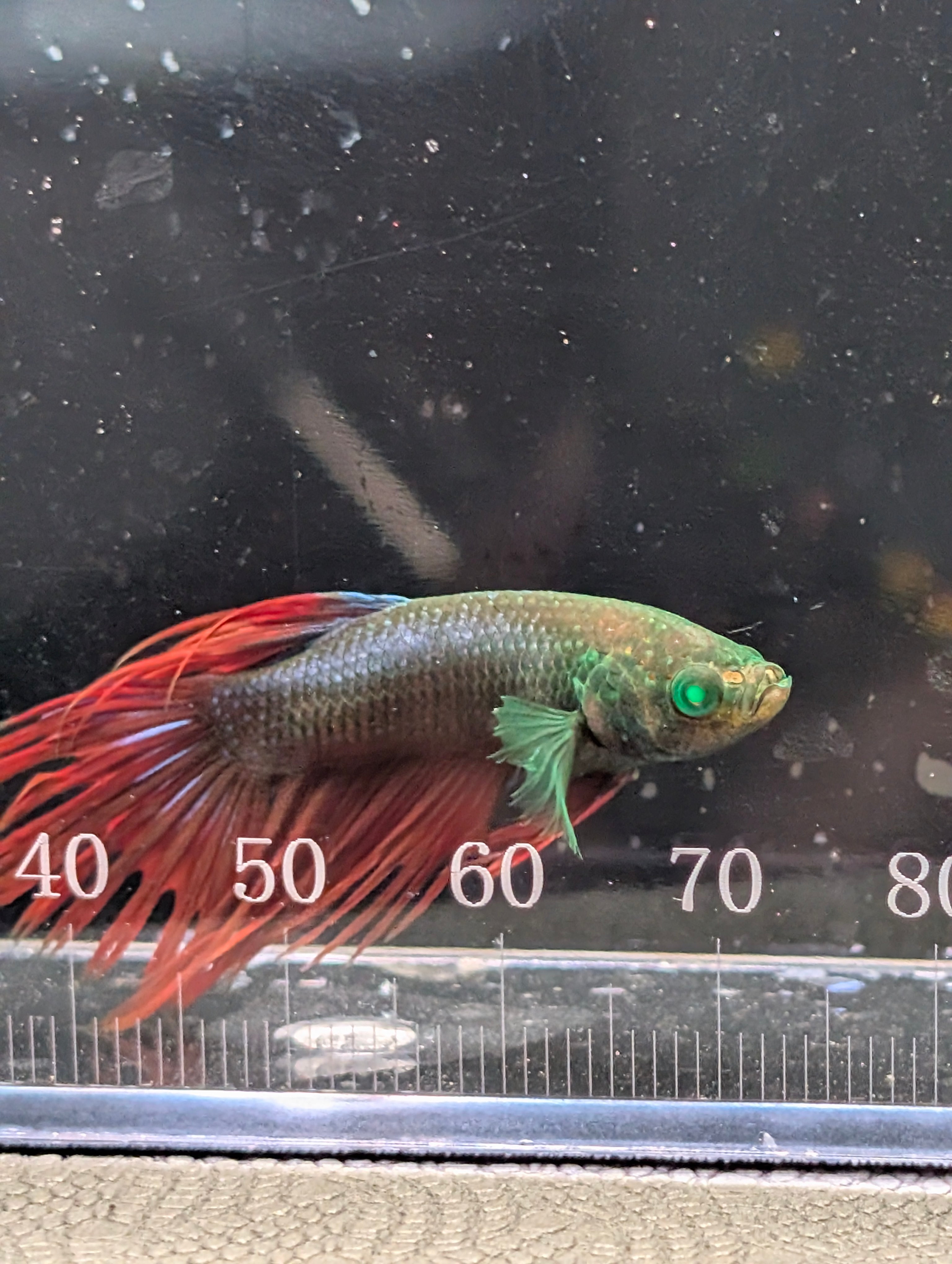 Crown Tail Red and Green Hulk Betta Male M0010