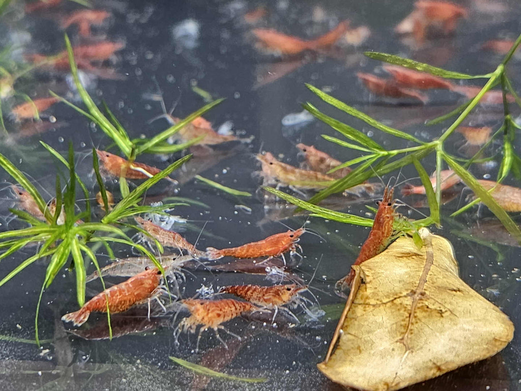 Red Cherry Neocaridina Shrimp