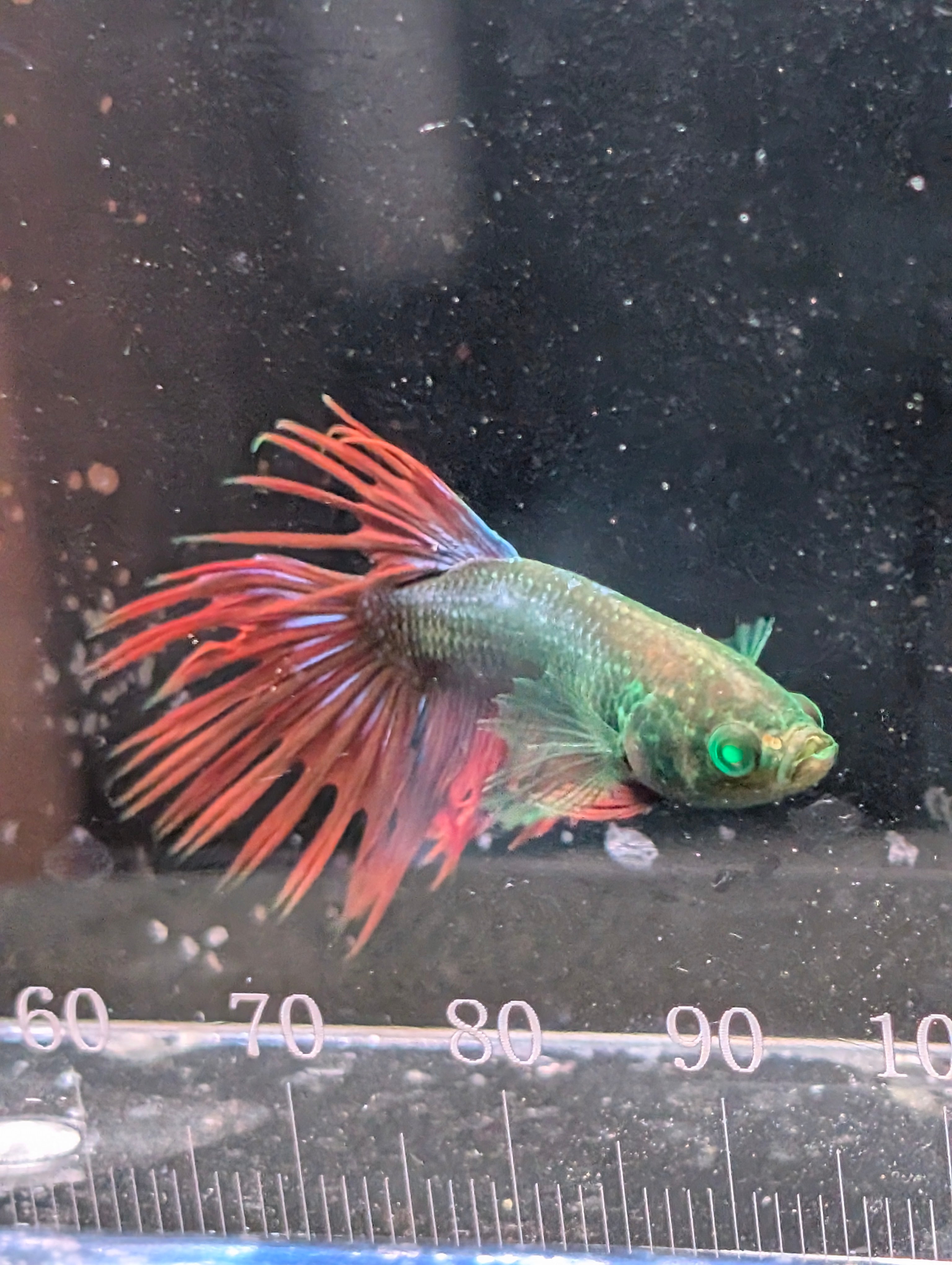 Crown Tail Red and Green Hulk Betta Male M0010