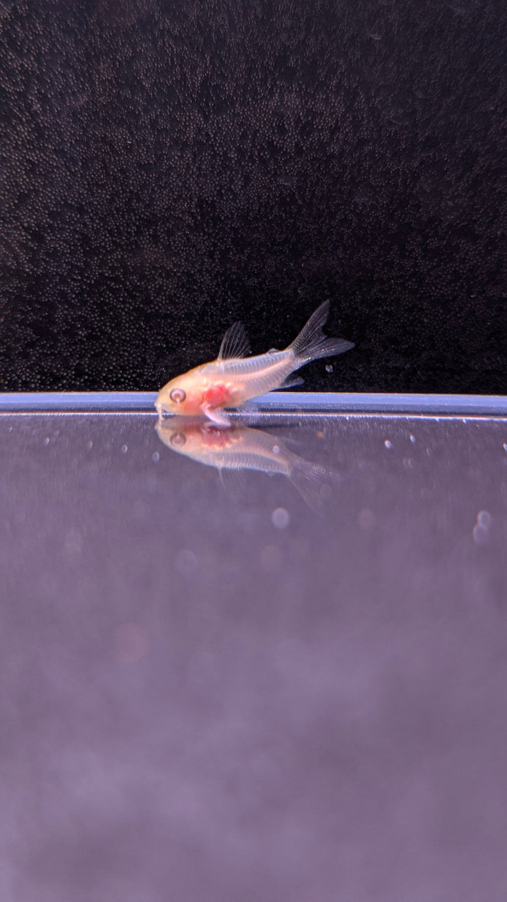 Albino Pygmy Corydoras