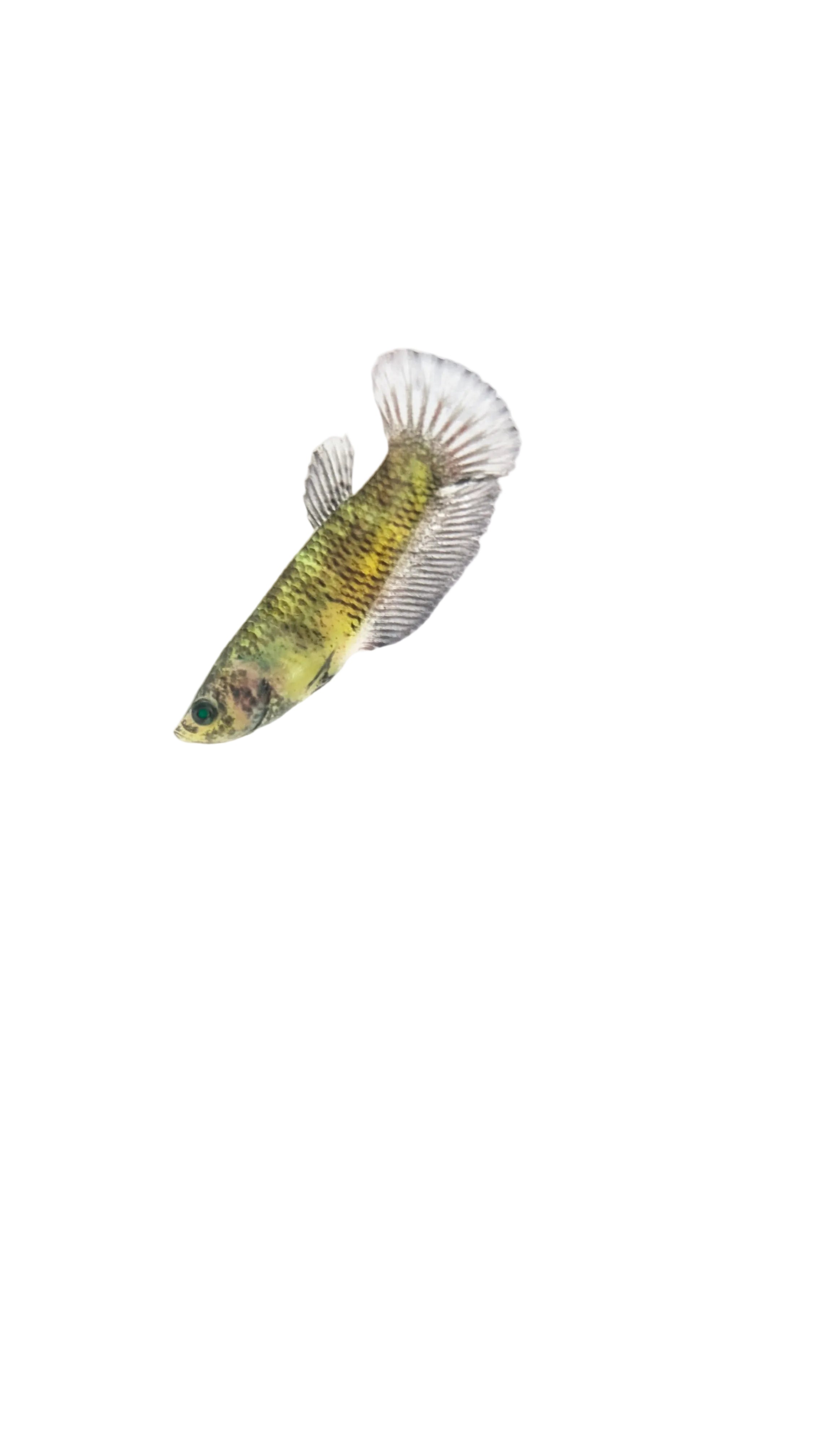 Female Halfmoon Plakat Neon Green Eyed Hulk Betta F0017
