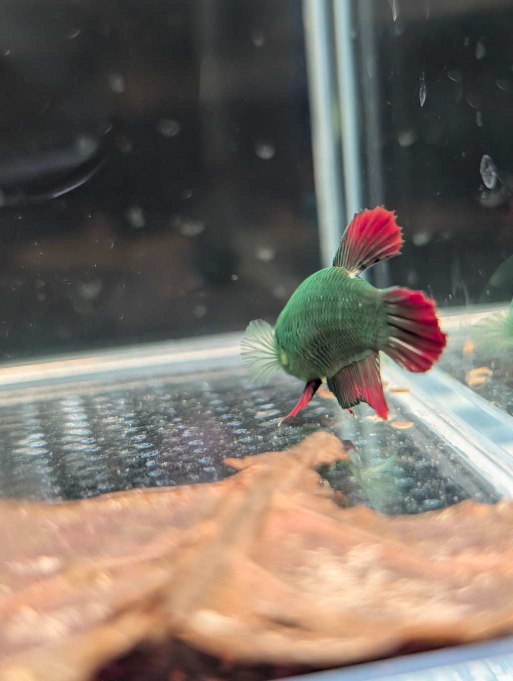 Plakat Avatar Red and Green Hulk Betta Female F0001