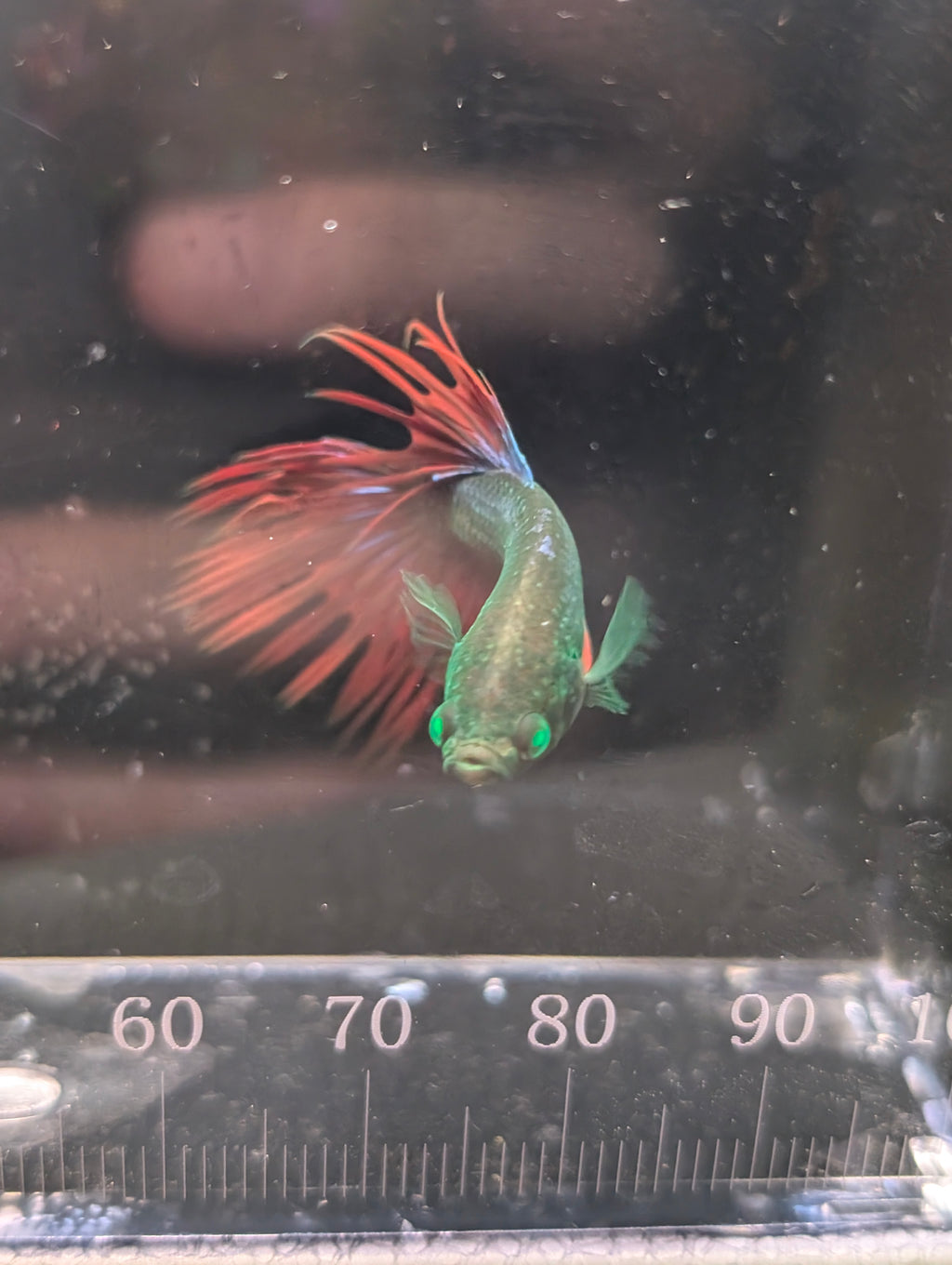Crown Tail Red and Green Hulk Betta Male M0010