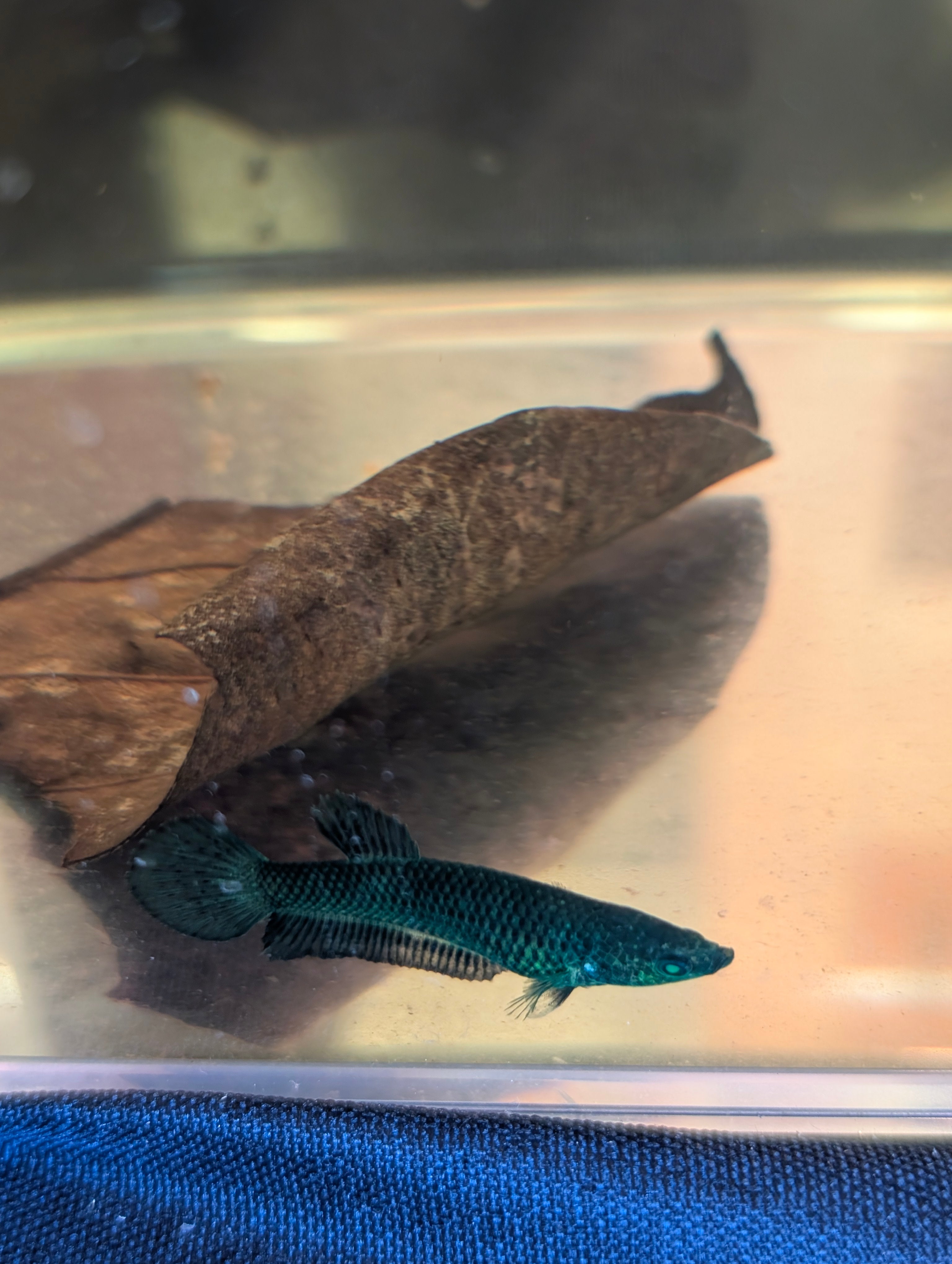 Plakat Green Green Eyed Hulk Betta Female F0005