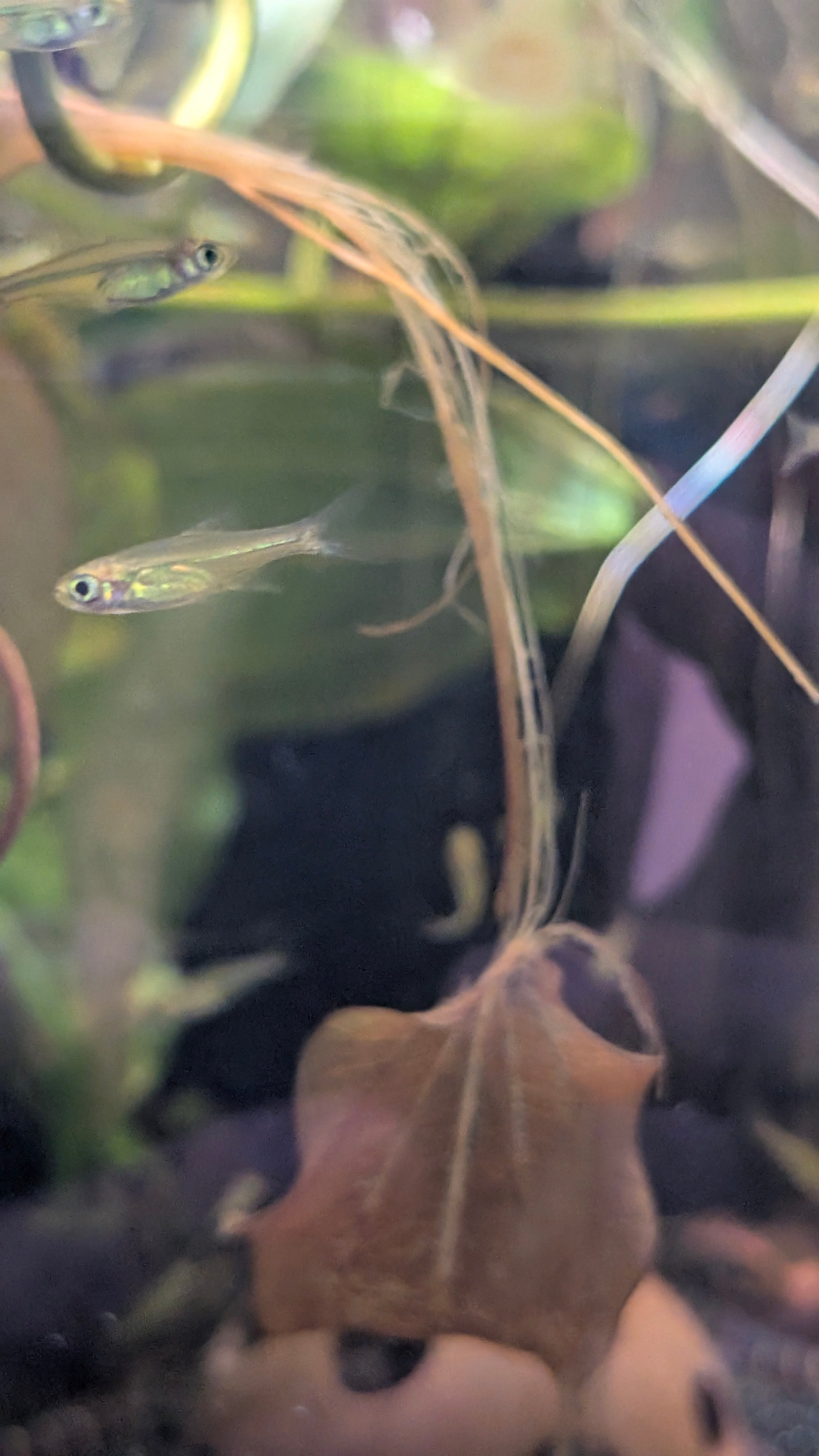 Kubotai Rasbora