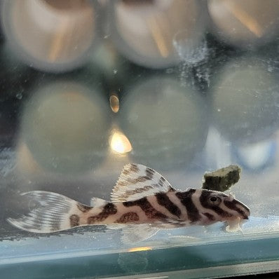 L236 Super White / Cracked Zebra Pleco (Hypancistrus sp. L236)