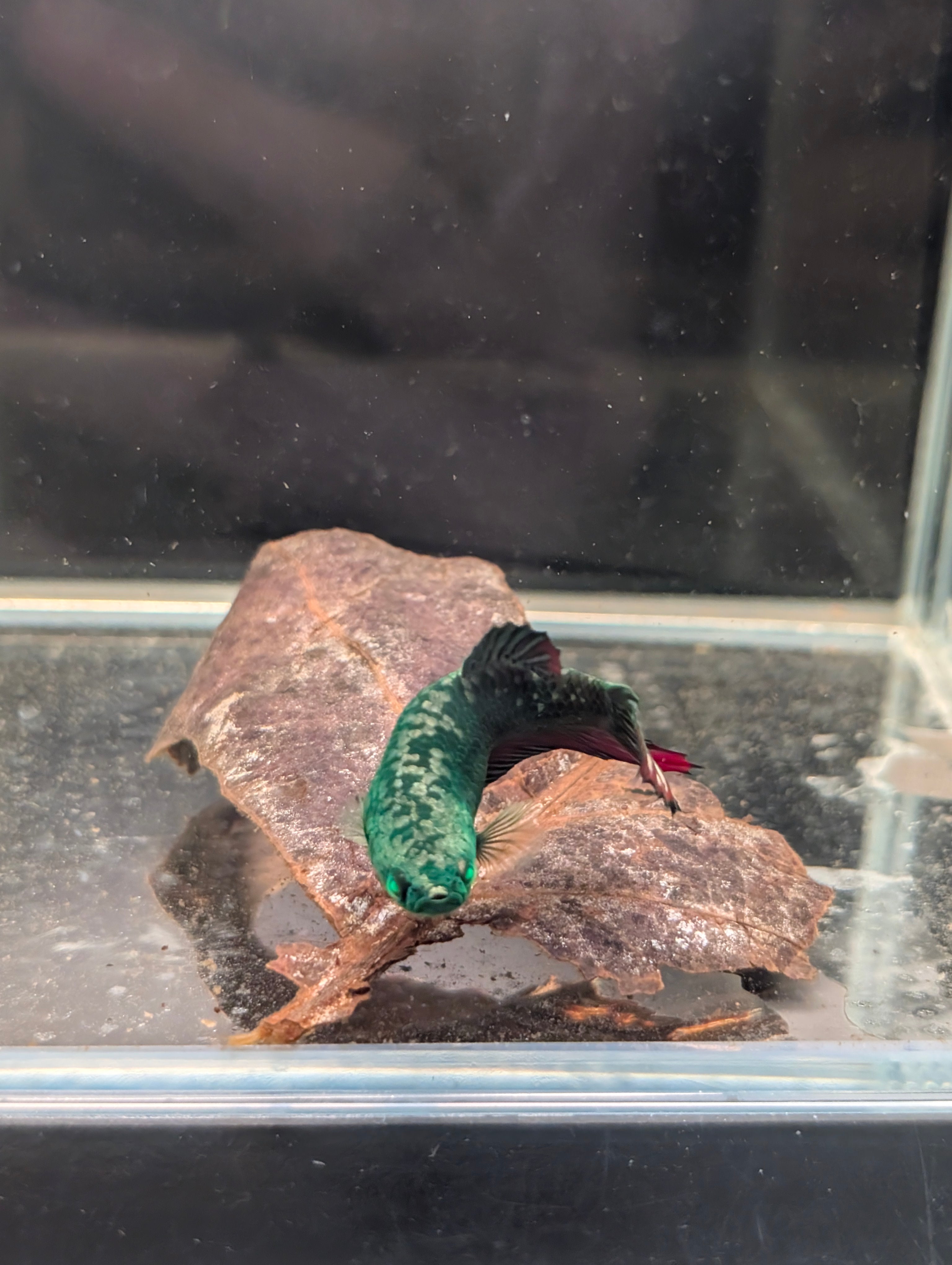 Plakat Green / Red Green Eyed Hulk Betta Female F0004
