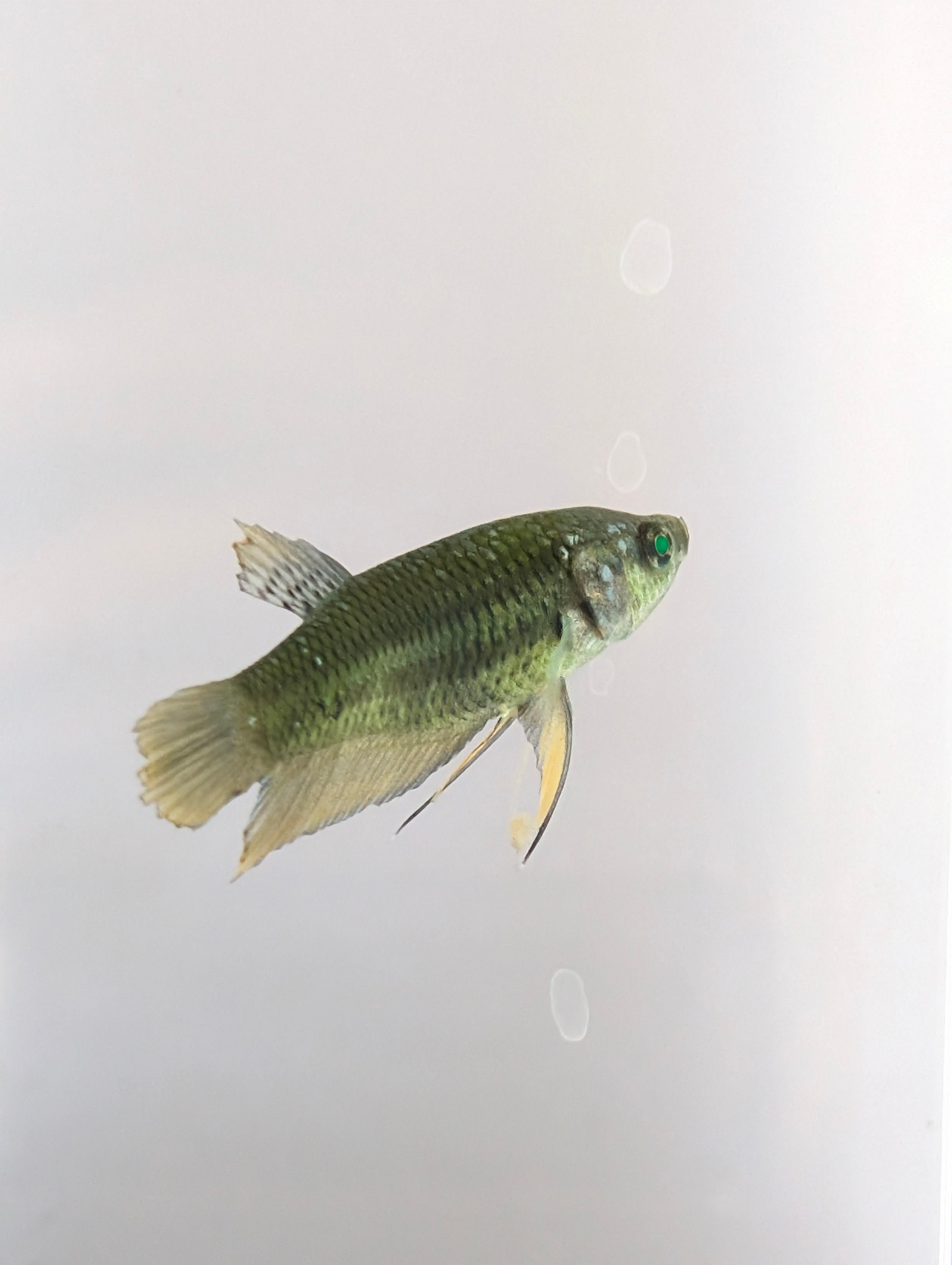 Plakat Green Eye Hulk Female F0010