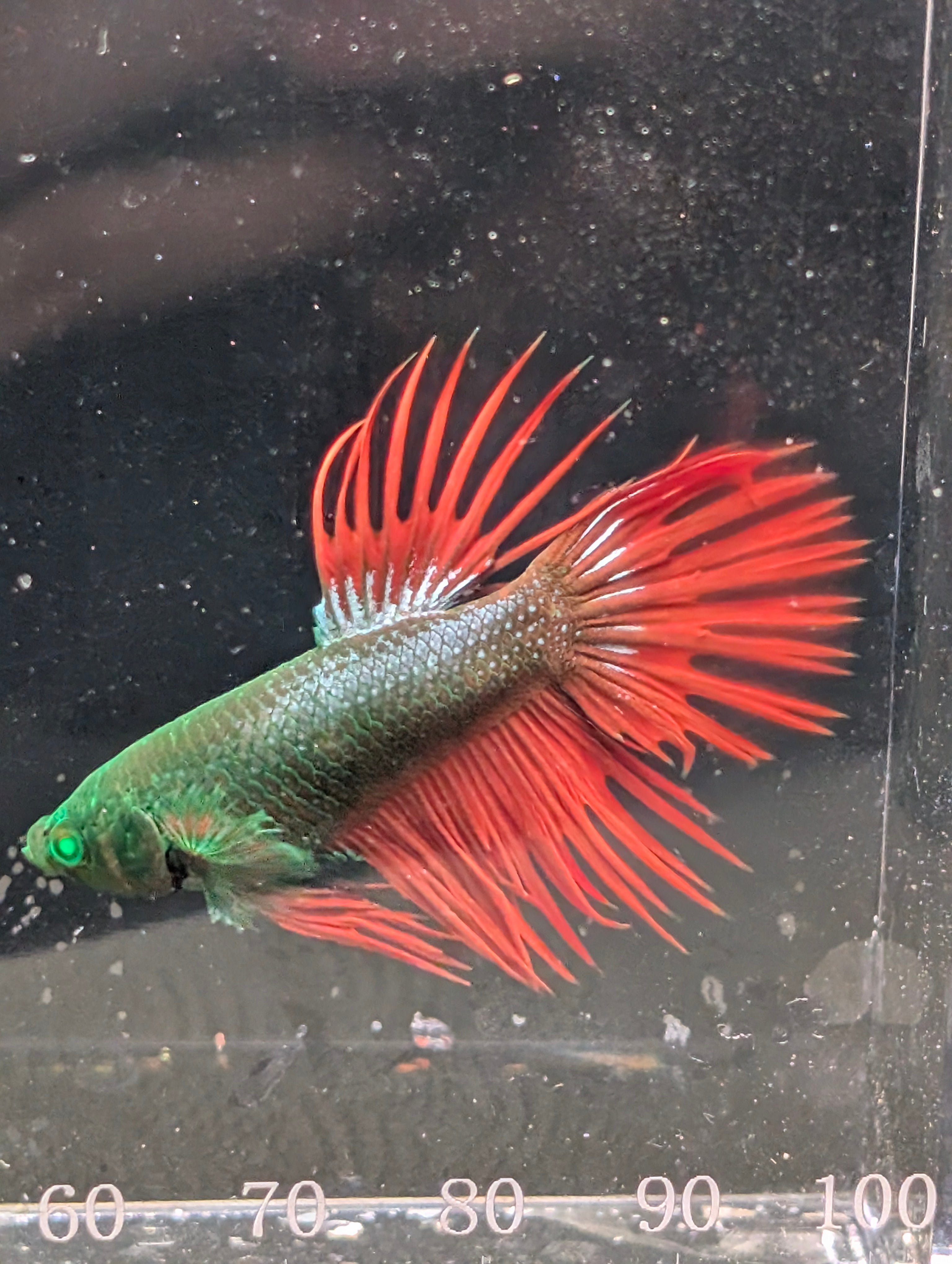 Crown Tail Green Hulk Betta Male M0009