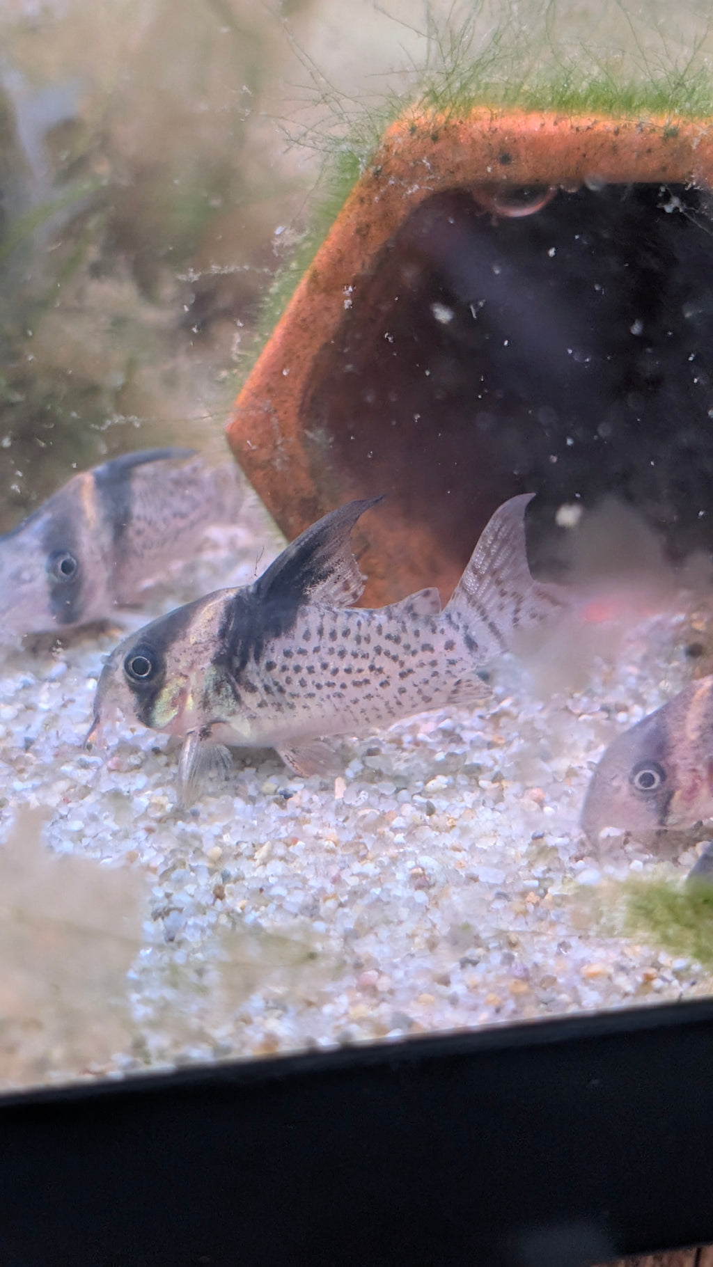 Hoplisoma Wotroi CW027 Highfin Cory