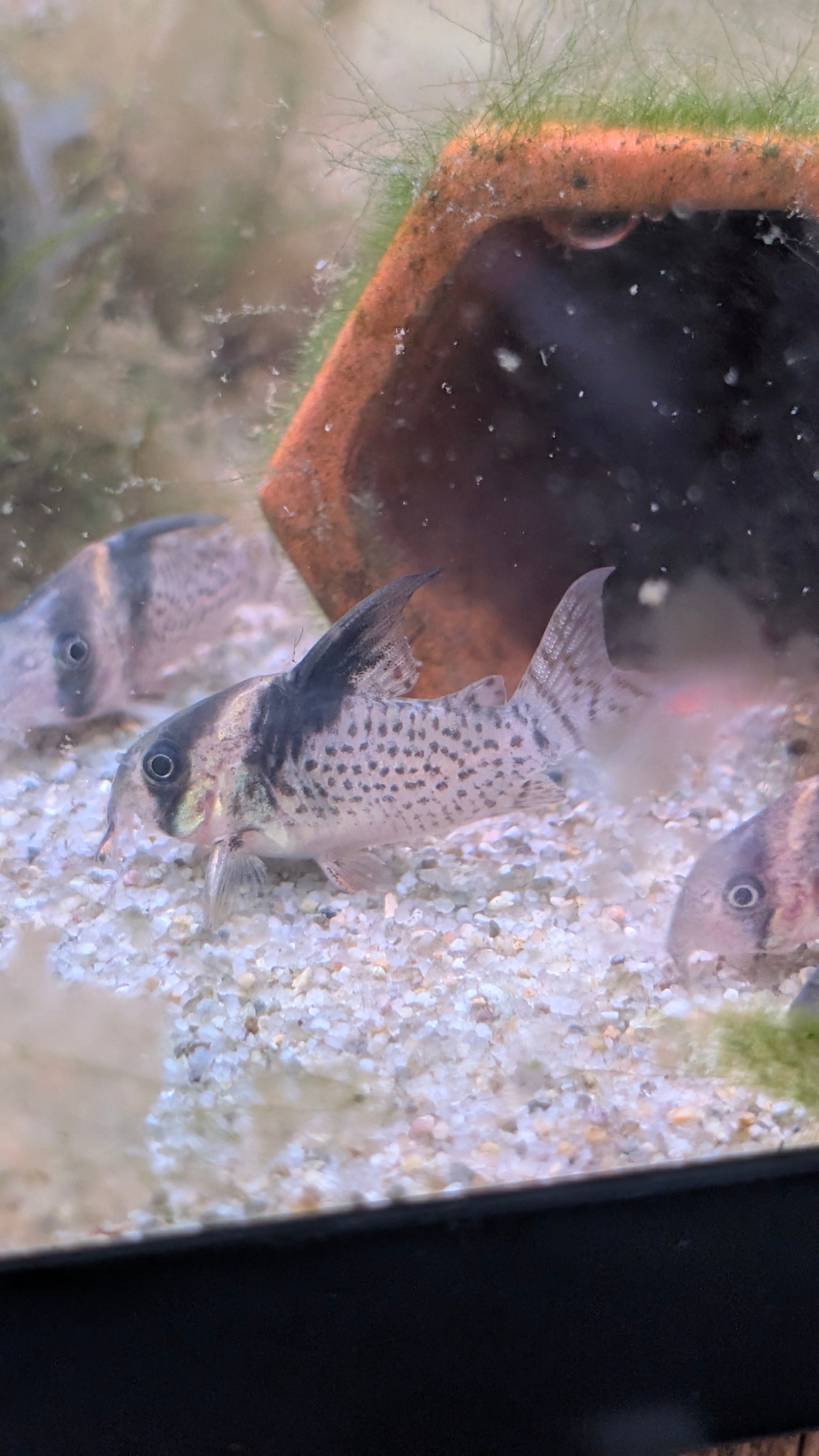 Hoplisoma Wotroi CW027 Highfin Cory