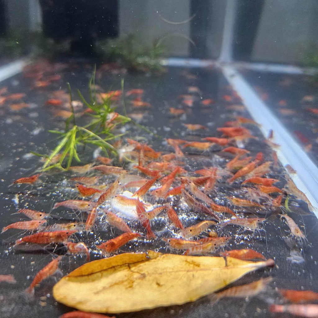 Red Cherry Neocaridina Shrimp