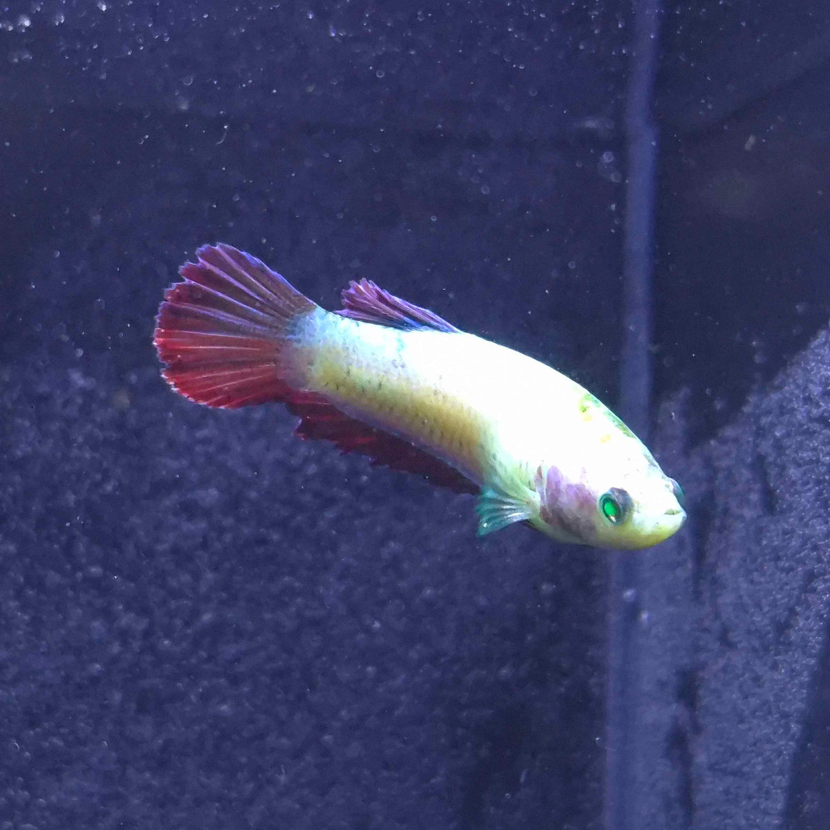Yellow Red Plakat Green Eyed Hulk Betta Female F0019