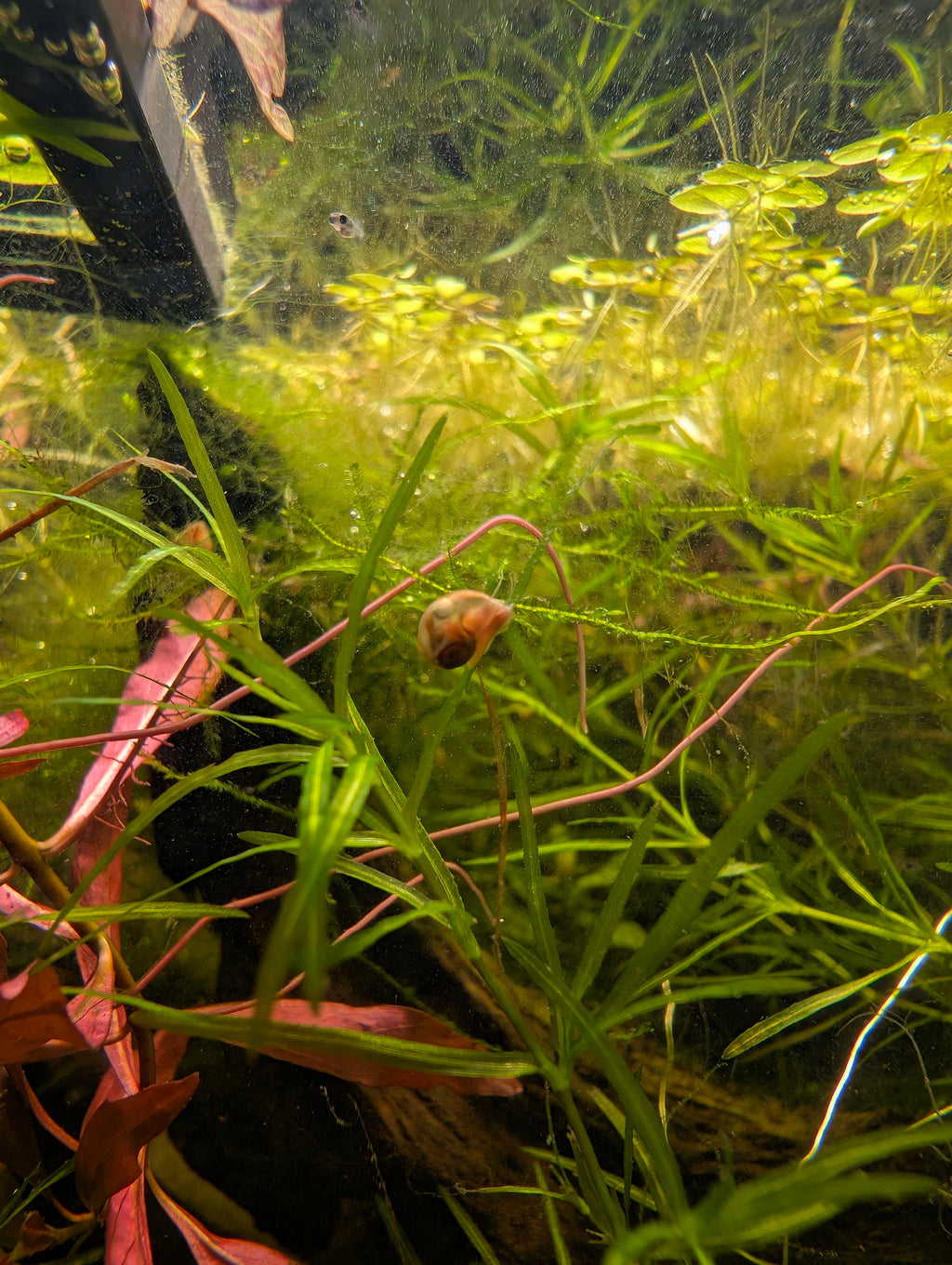 Bladder Snails