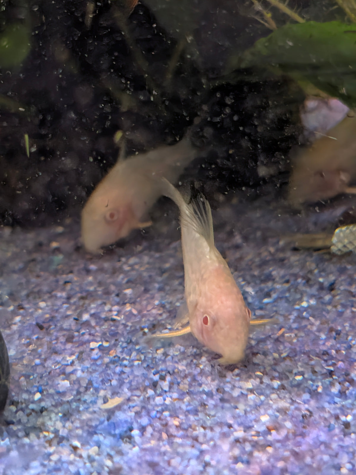 Albino Sterbai Corydoras