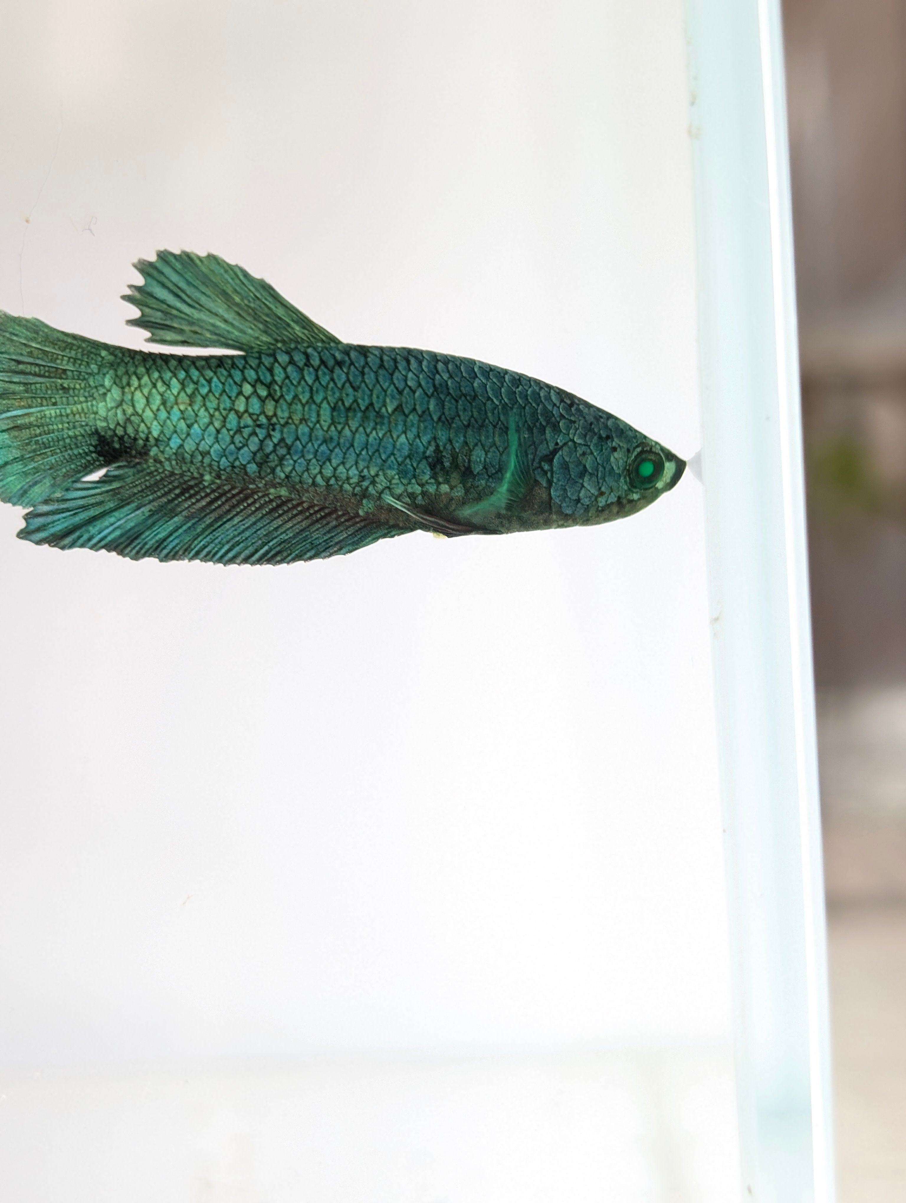 Plakat Green/ Blue Green Eyed Hulk Betta Female F0007