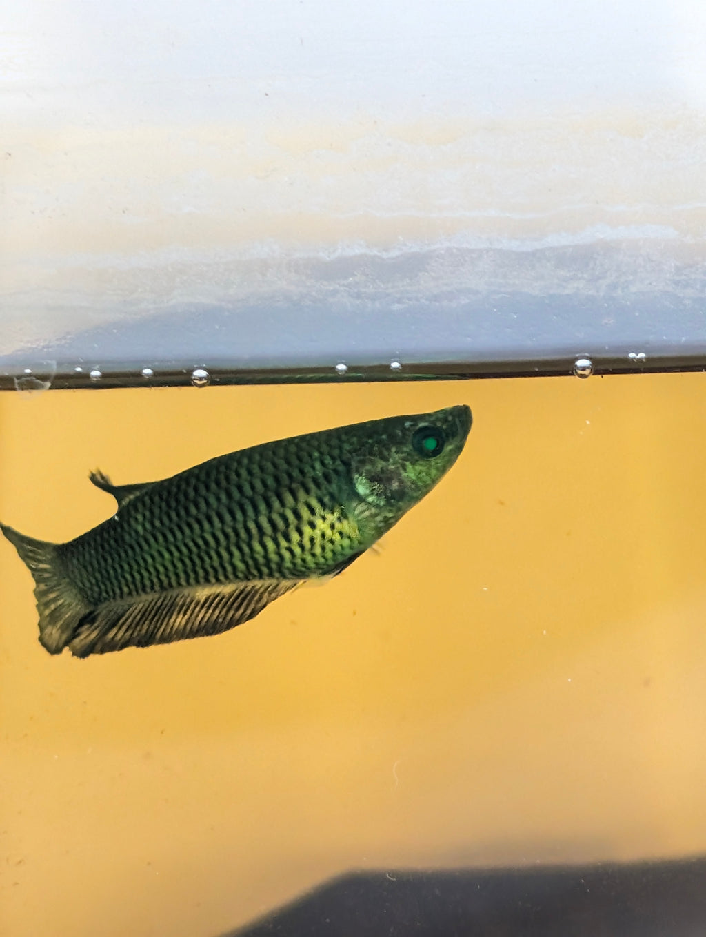 Plakat Green Eye Hulk Female F0009