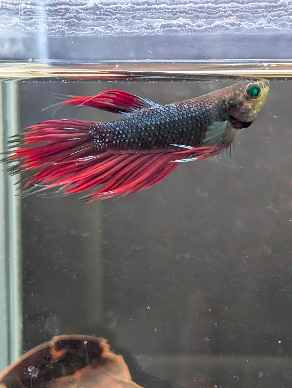 Crown Tail Red/Blue/Green Green Eyed Hulk Betta Male M0012