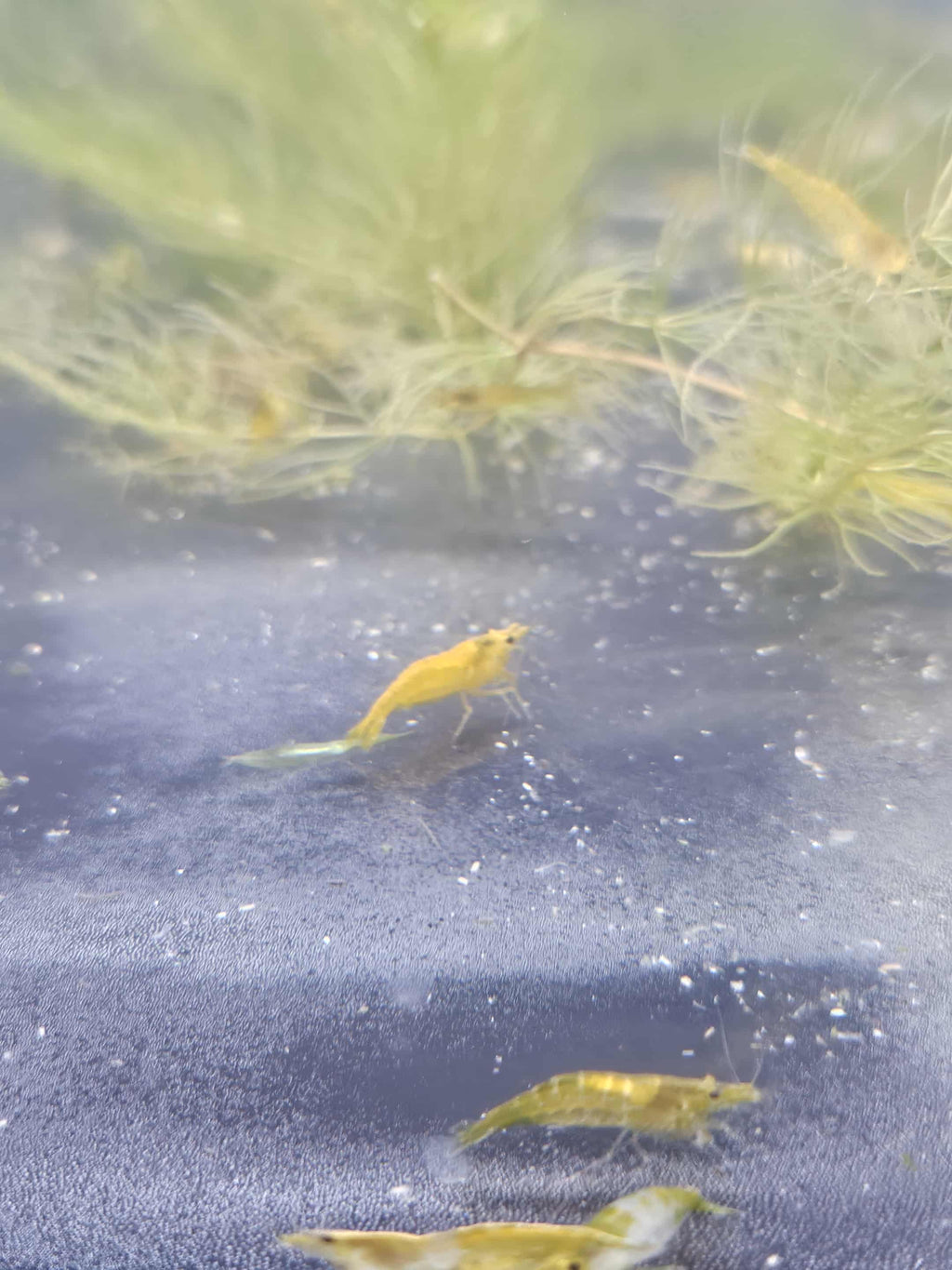 Skittles Mix (Culls)