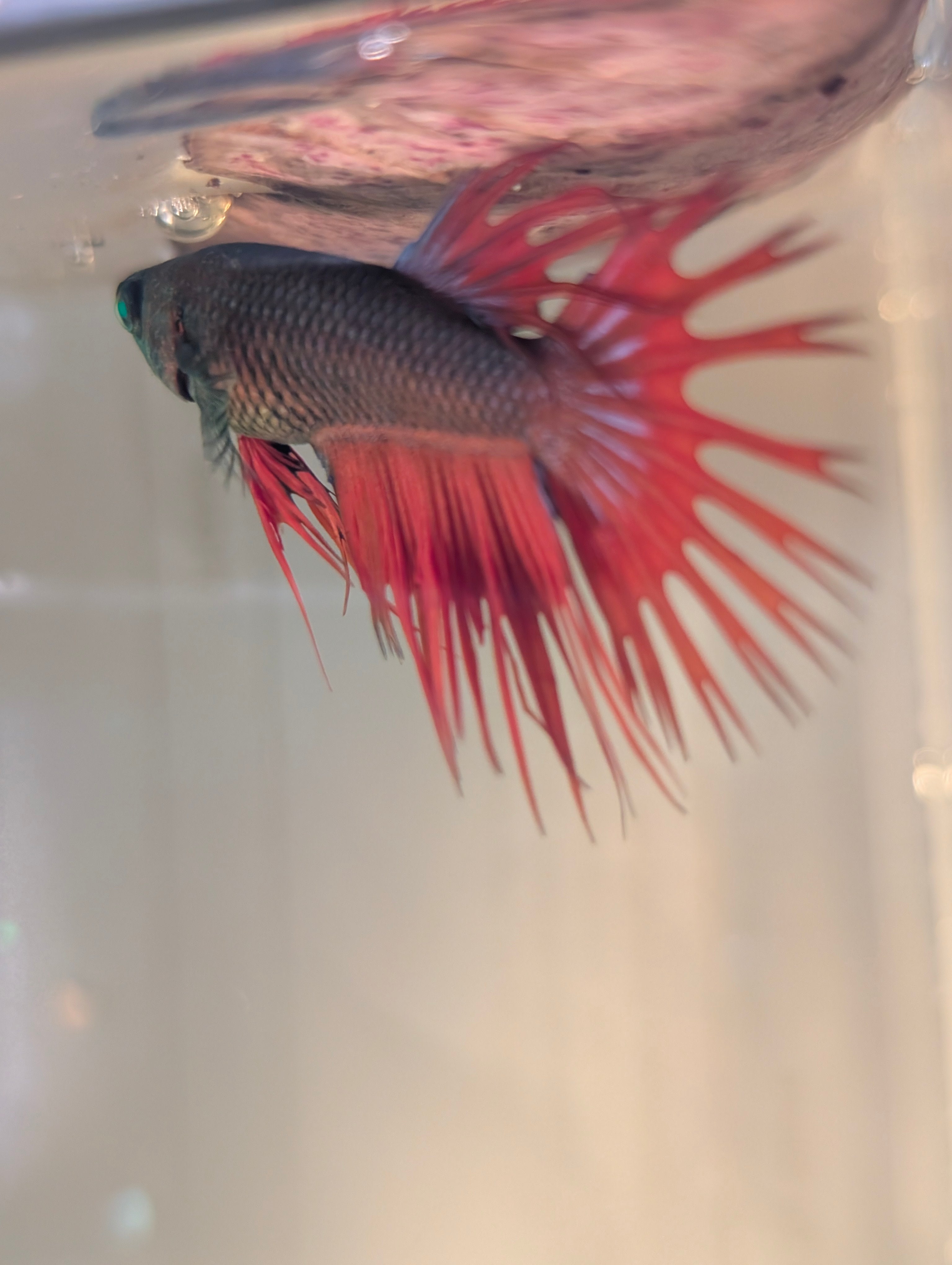 Crown Tail Green Hulk Betta Male M0008