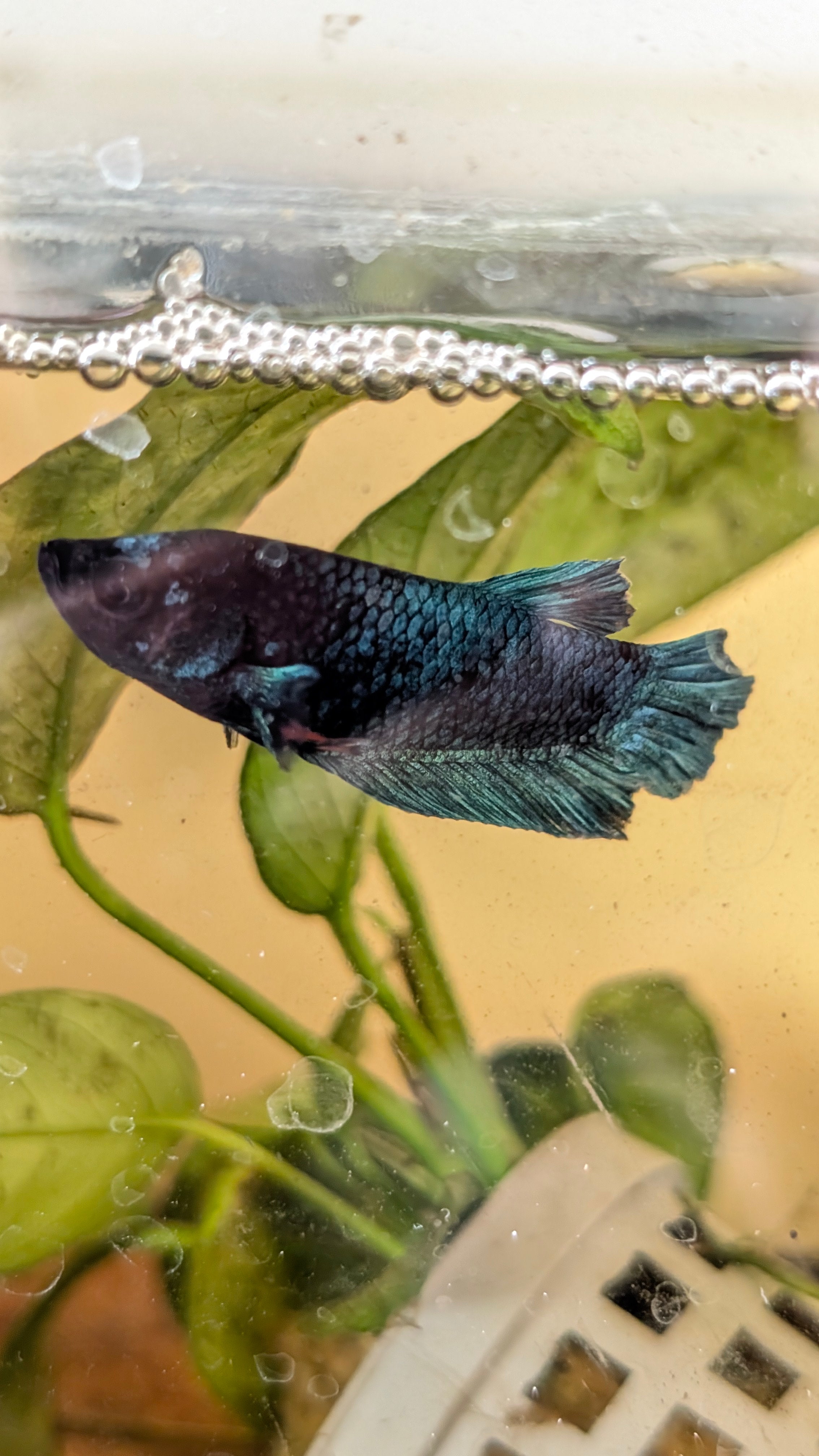 Male Halfmoon Plakat Betta M0022