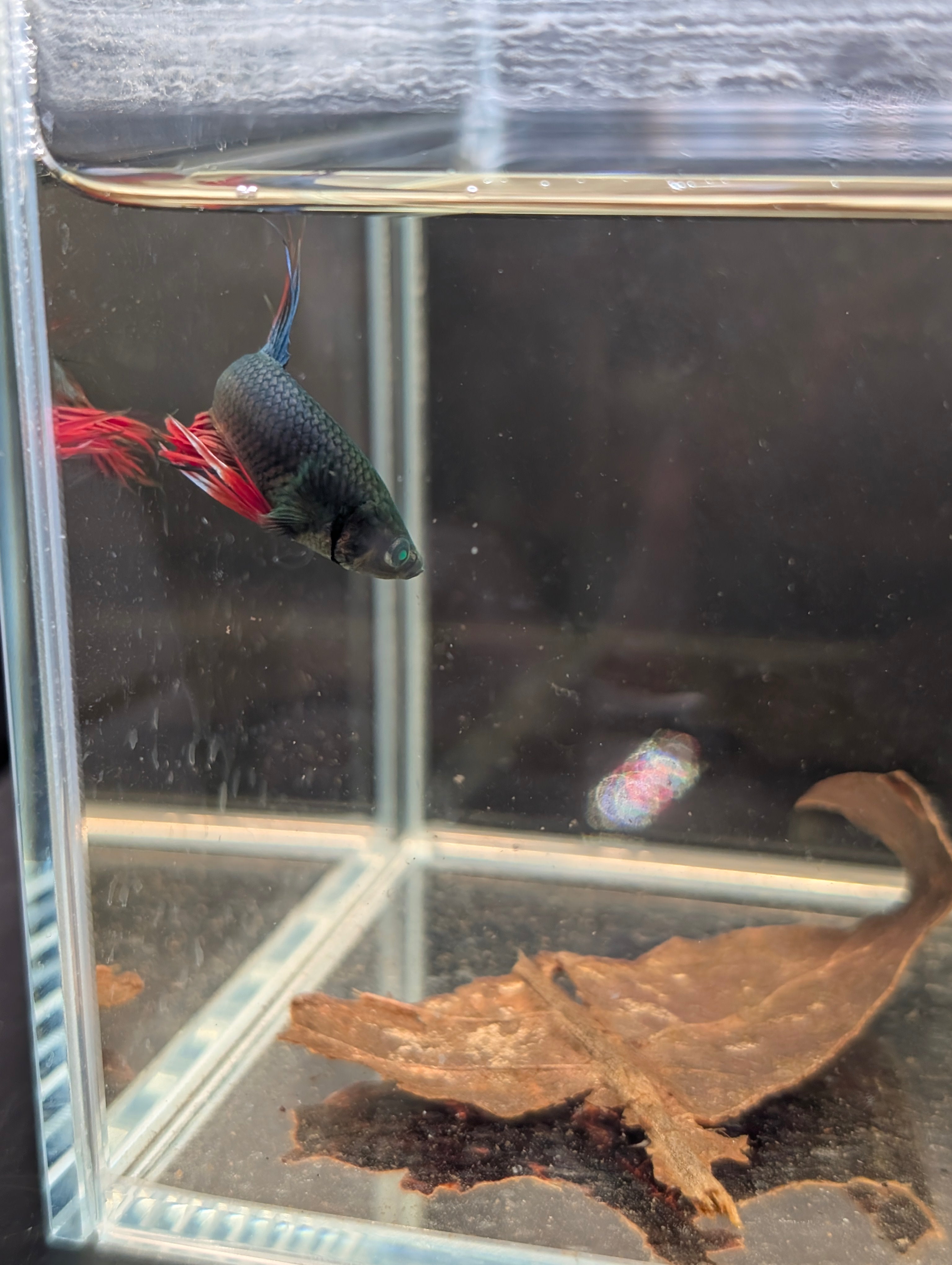 Crown Tail Red/Blue/Green Green Eyed Hulk Betta Male M0013