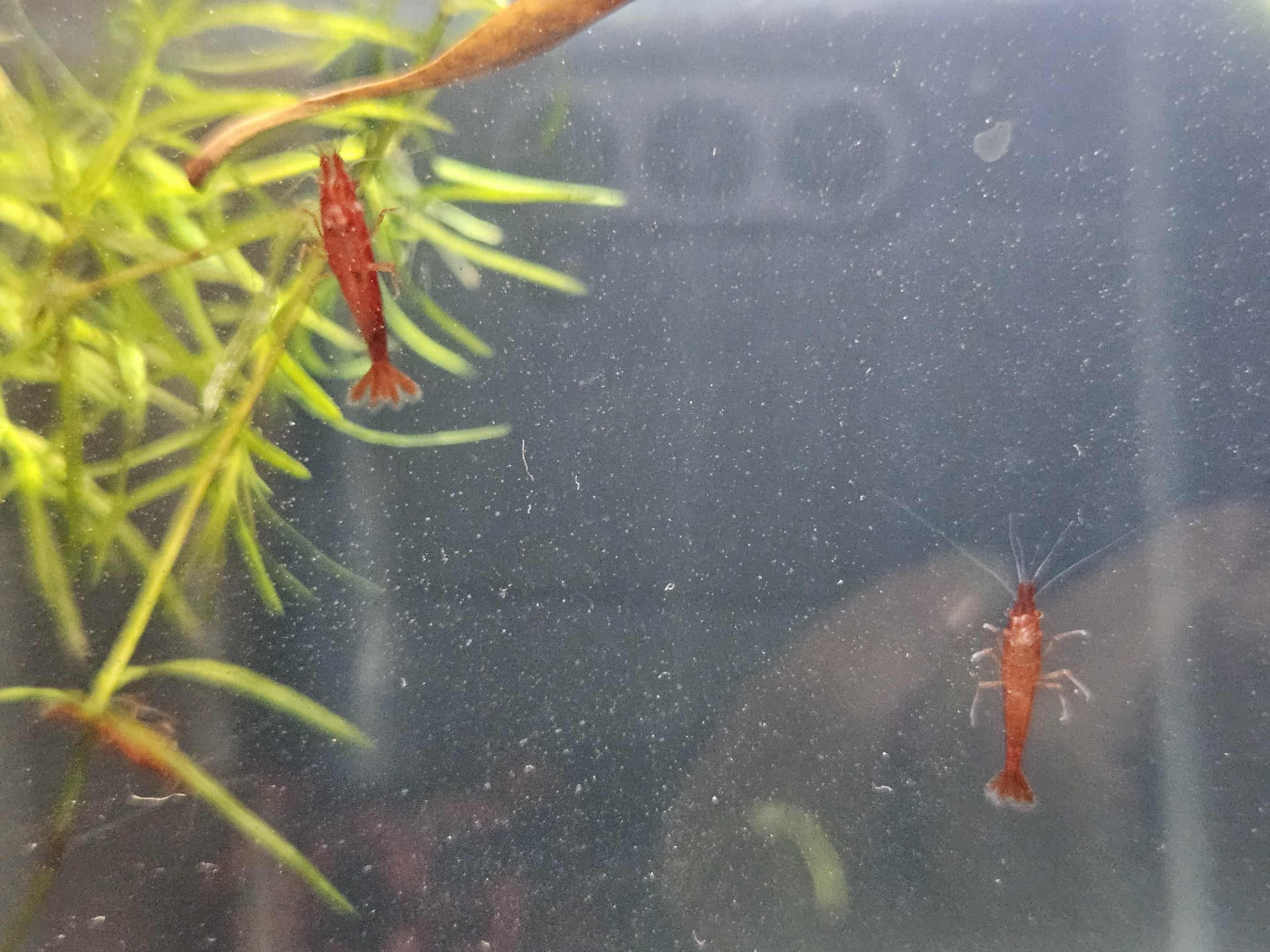 Bloody Mary Neocaridina Shrimp