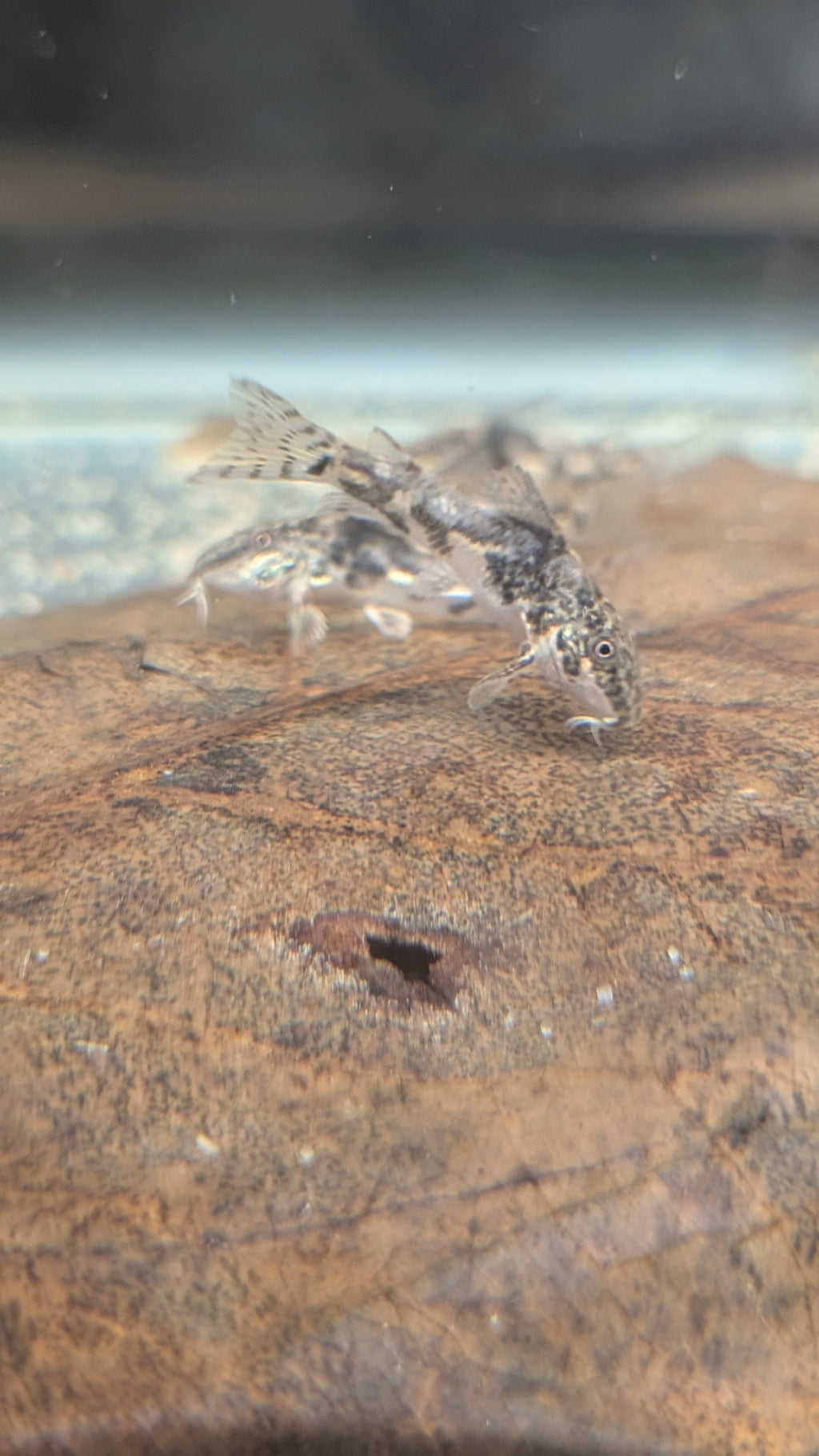 Scleromystax Barbatus "Banded Corydora"