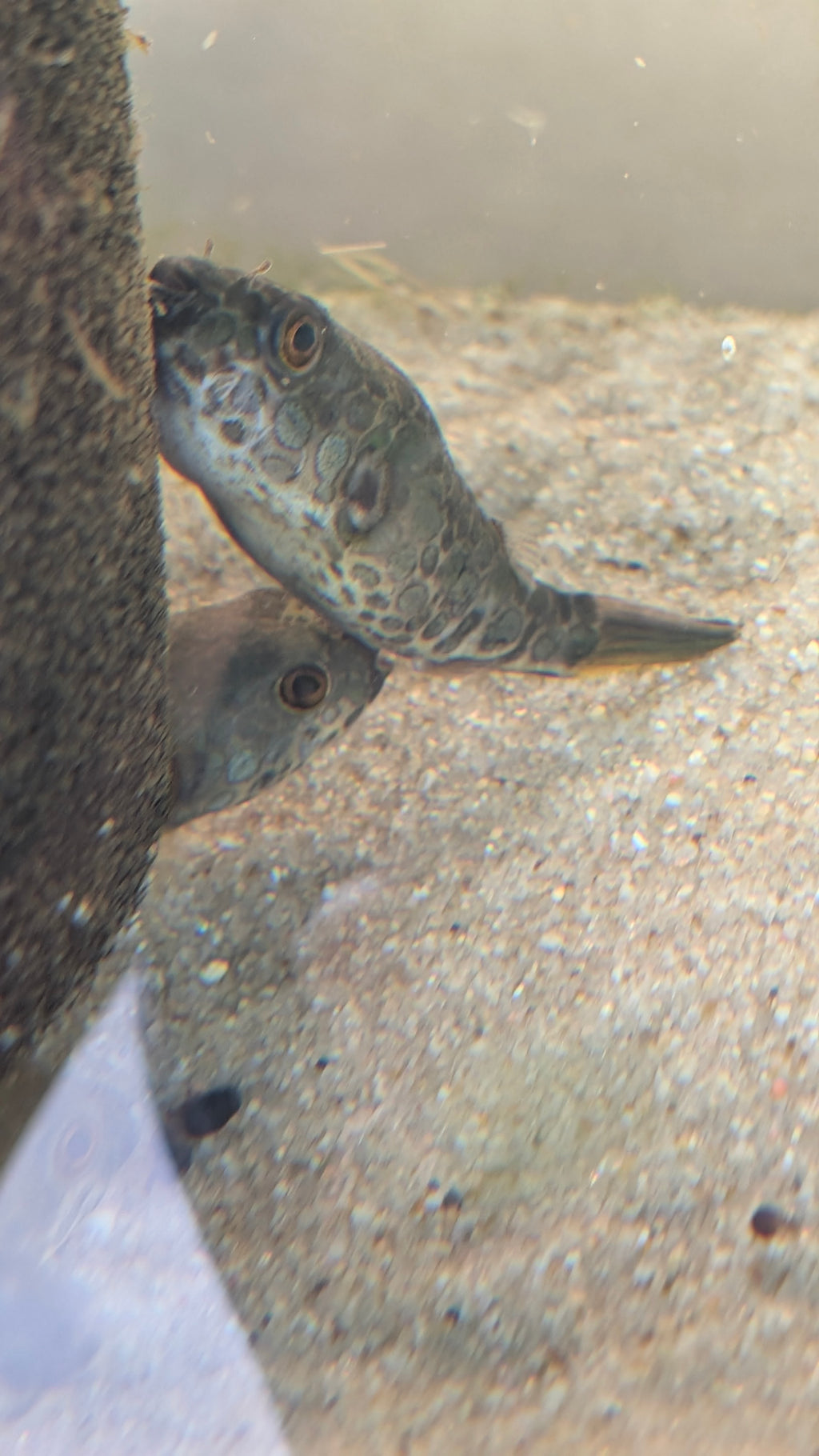 Spotted Congo Puffer (Tetraodon Schoutedeni)