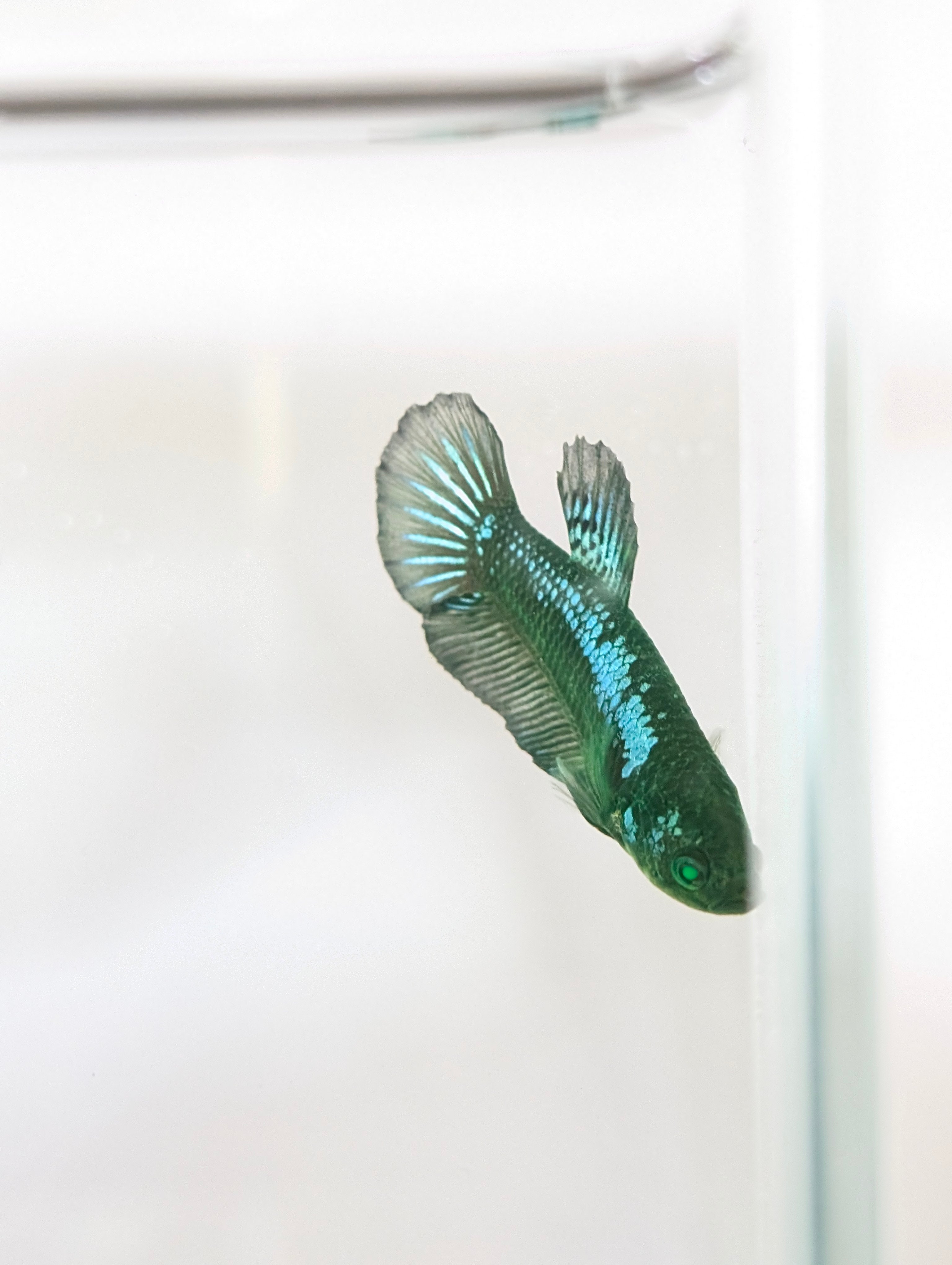Plakat Green Eye Hulk Female F0012