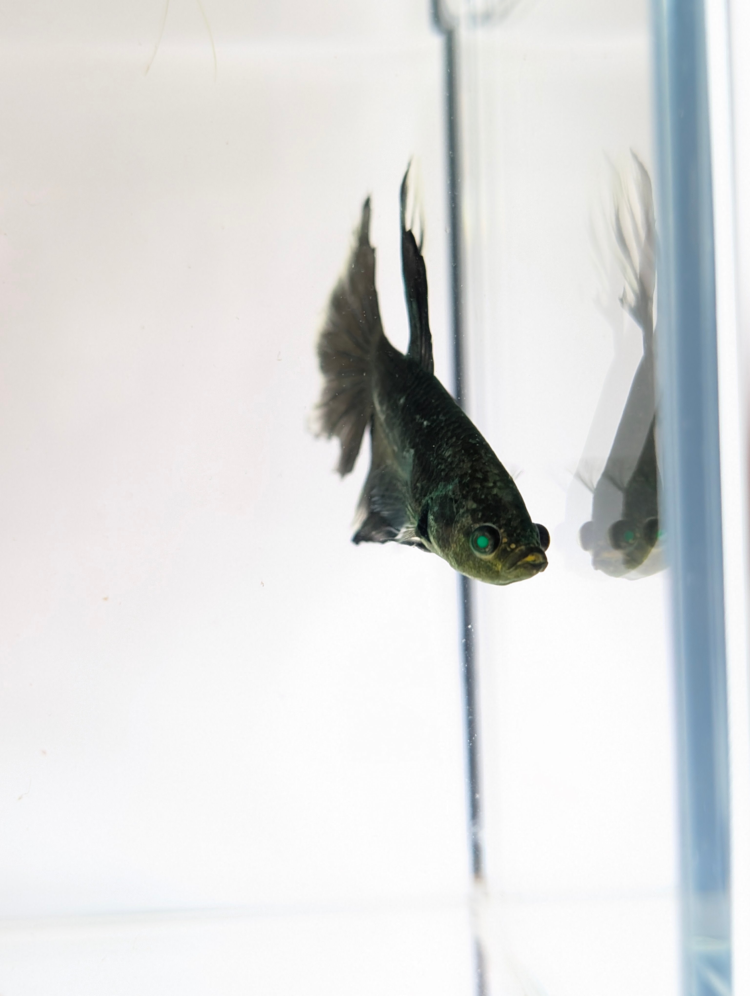 Halfmoon Green / Black Green Eyed Hulk Betta Male M0021