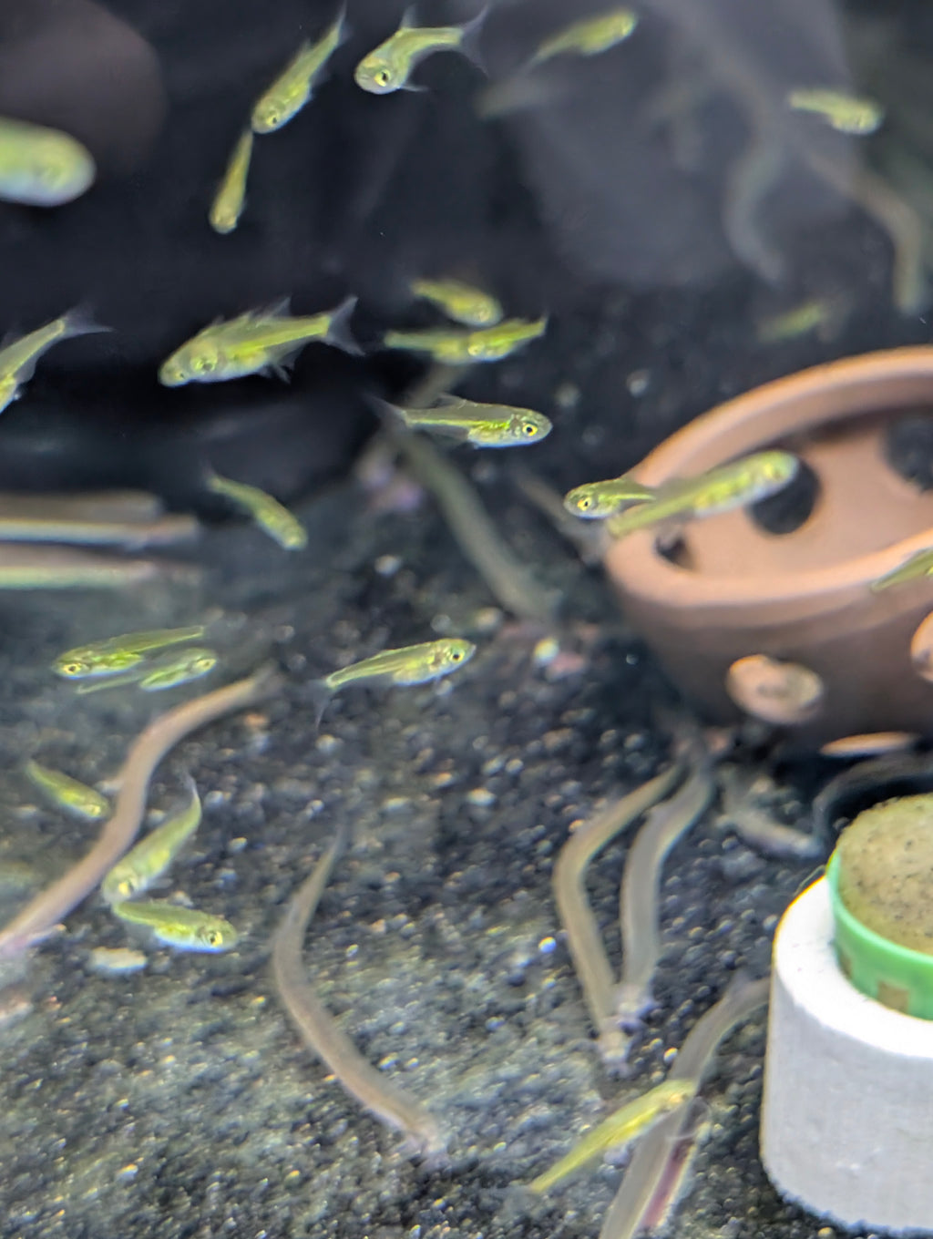 Kubotai Rasbora