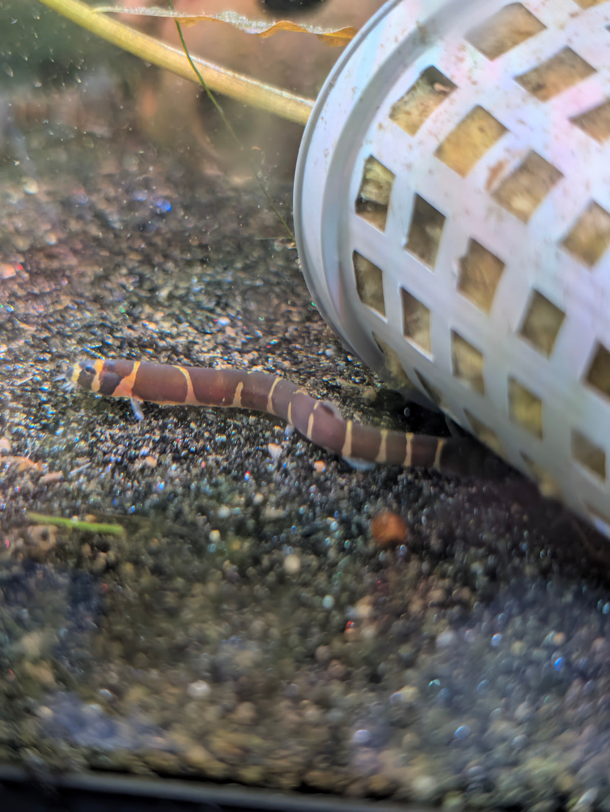 Giant Kuhli Loach