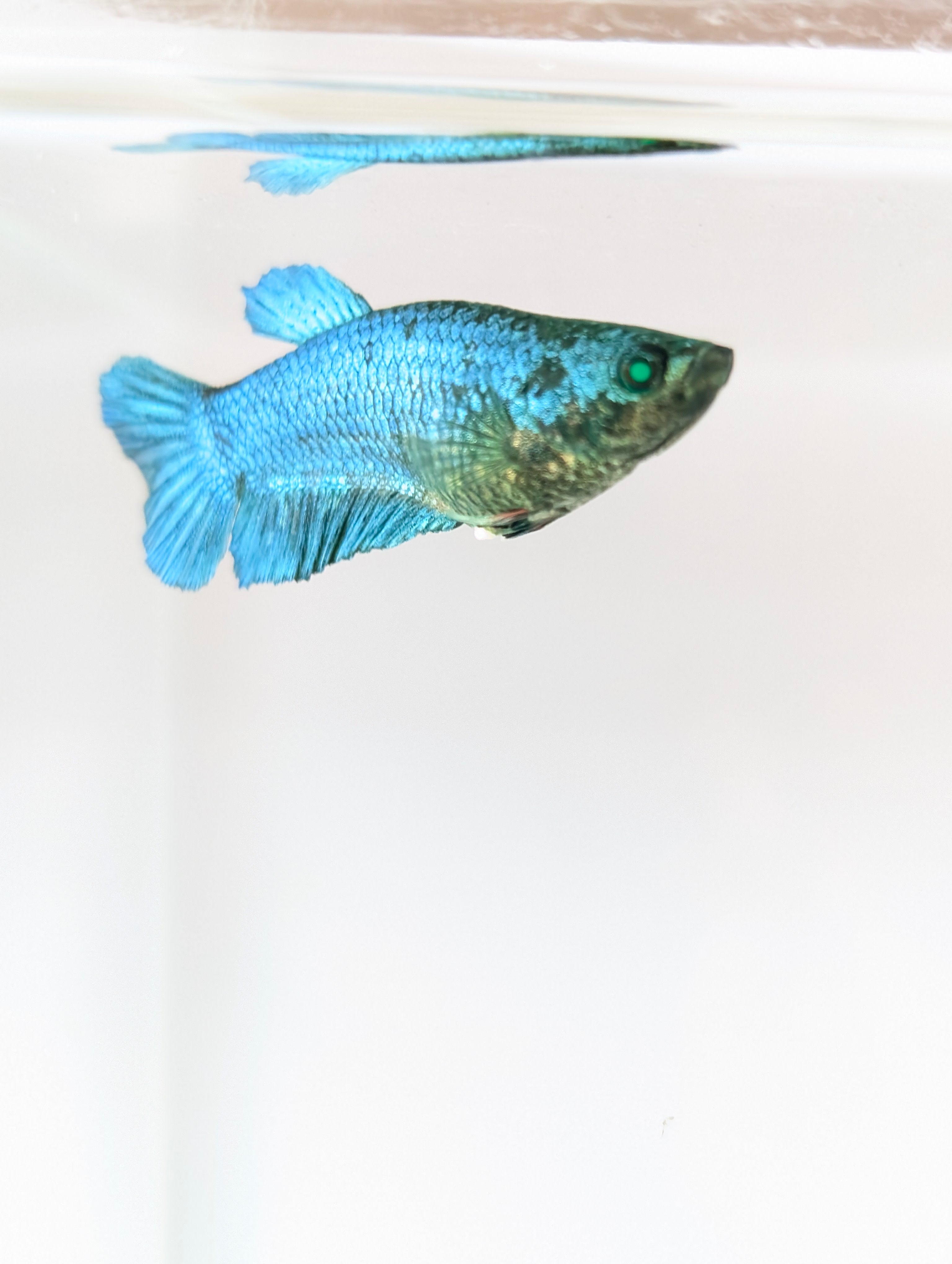 Plakat Green/ Blue / Red Green Eyed Hulk Betta Female F0006