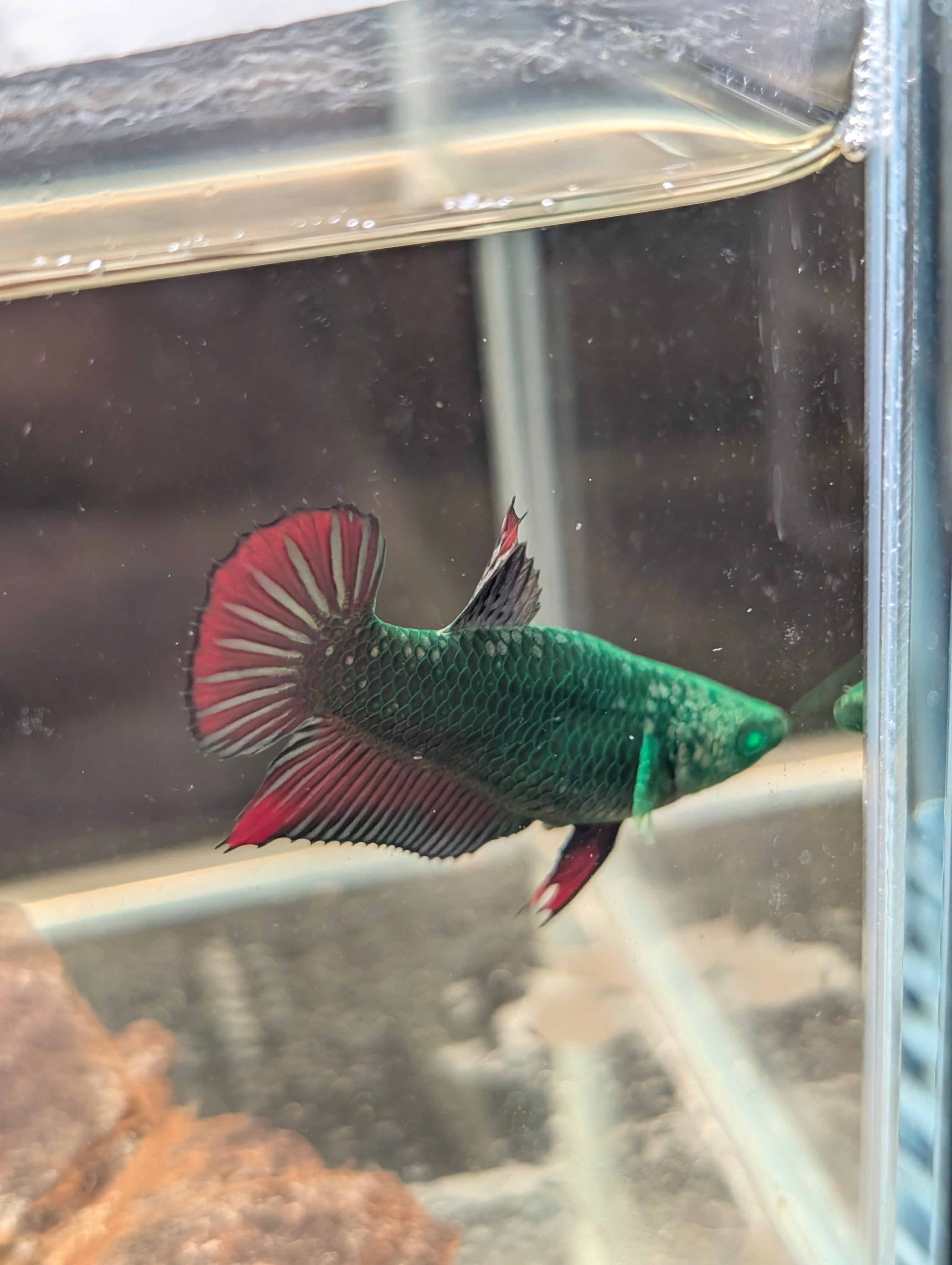 Plakat Green / Red Green Eyed Hulk Betta Female F0004
