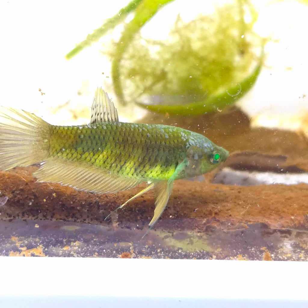 Plakat Green Eyed Hulk Betta Female F0010