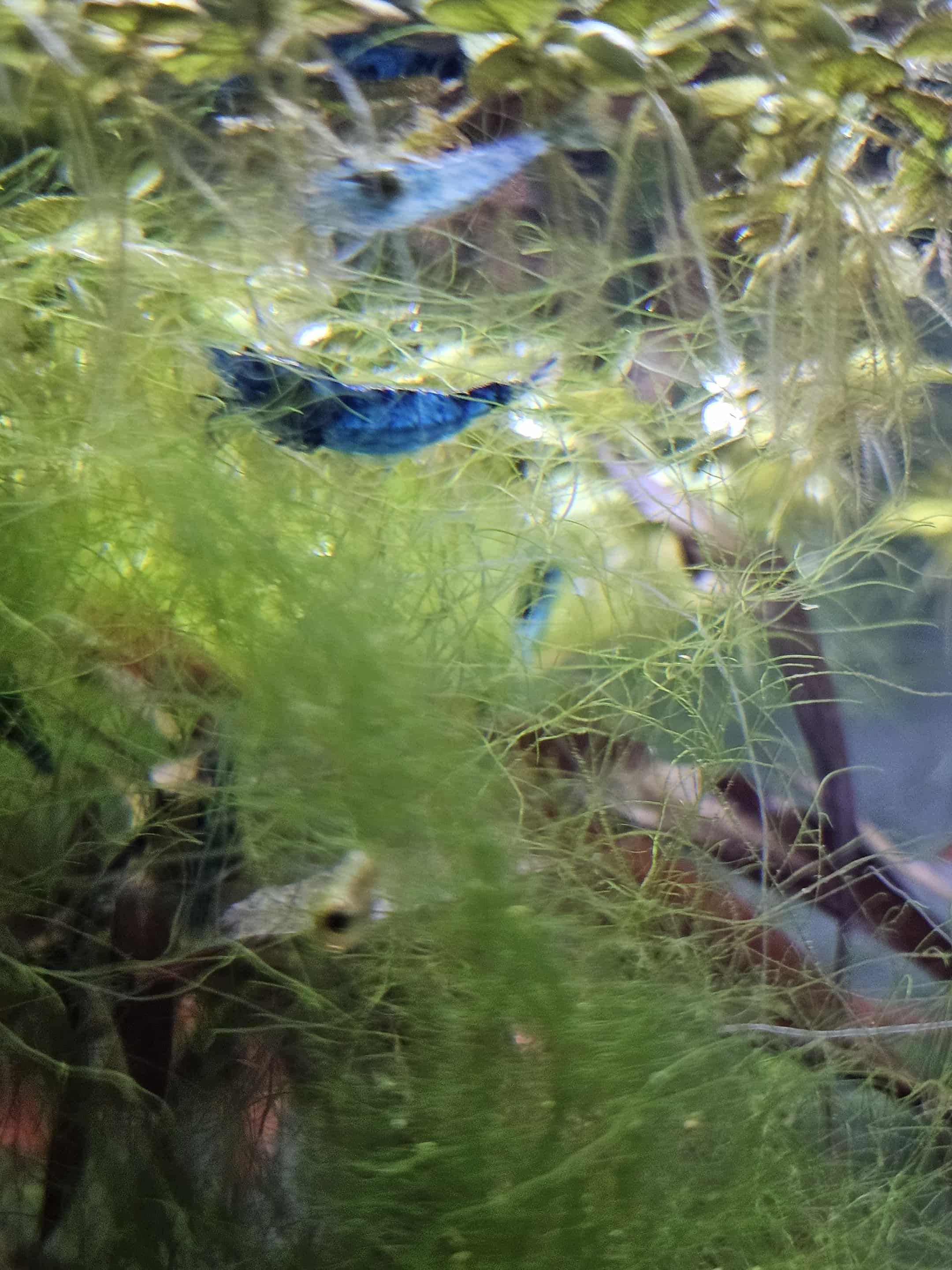 Blue Diamond Neocaridina Shrimp