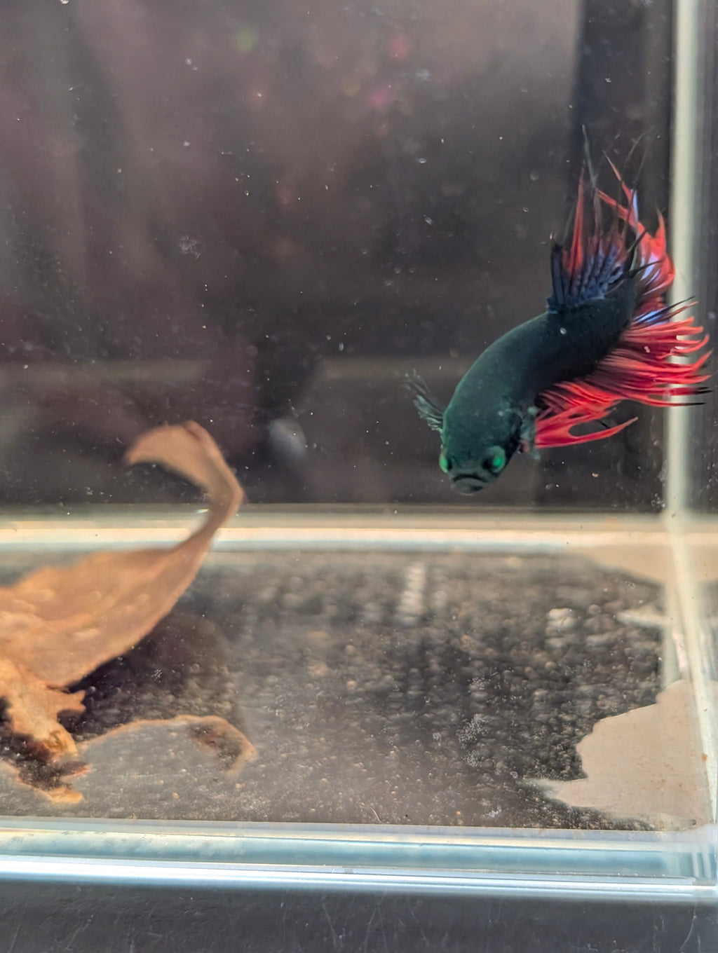 Crown Tail Red/Blue/Green Green Eyed Hulk Betta Male M0014