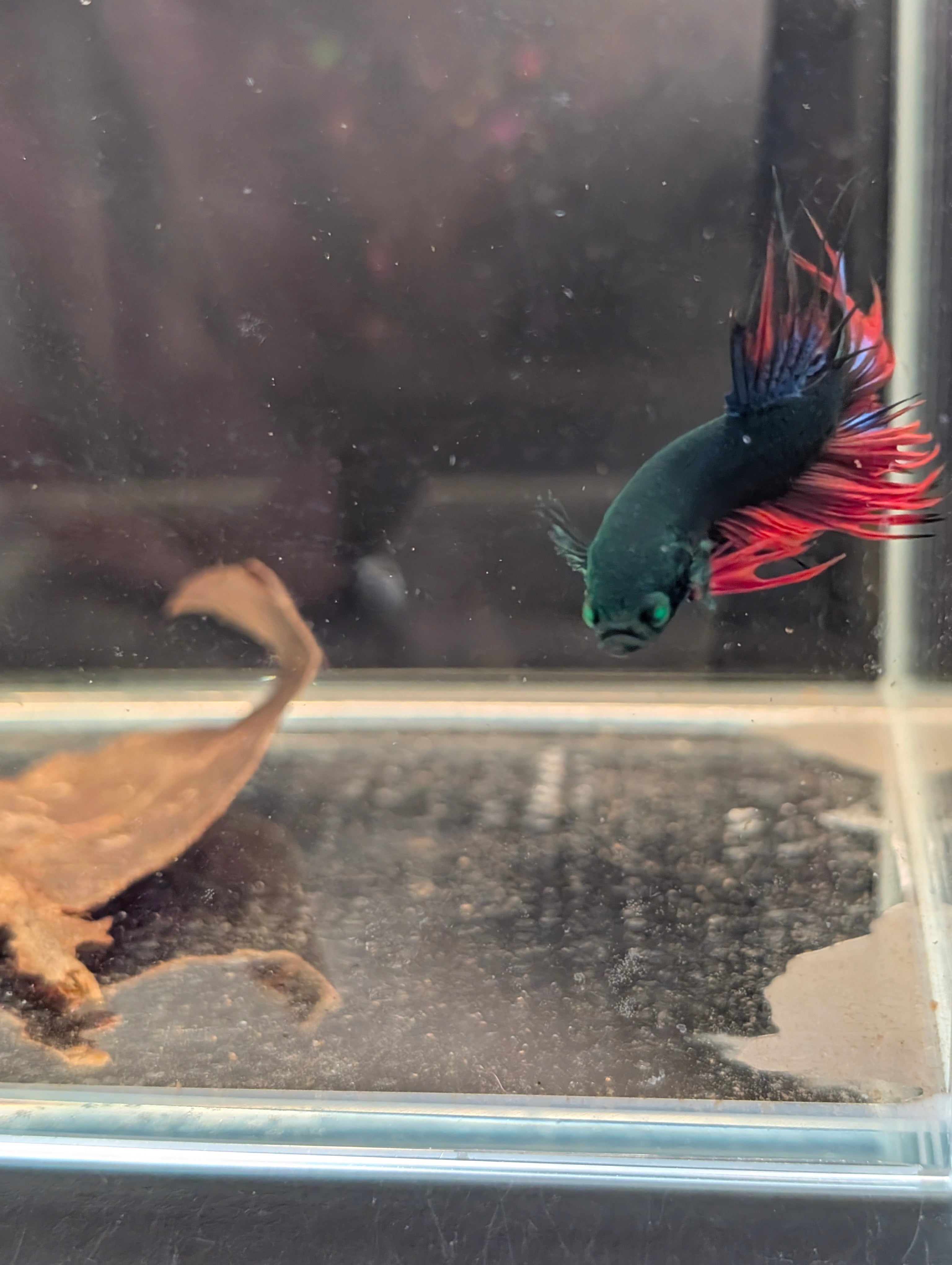 Crown Tail Red/Blue/Green Green Eyed Hulk Betta Male M0014