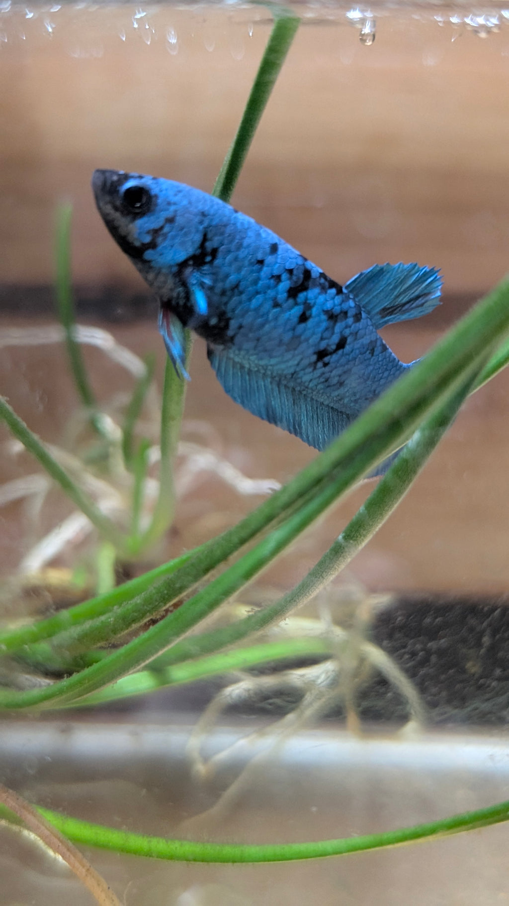 Female Halfmoon Plakat Avatar Betta F0015